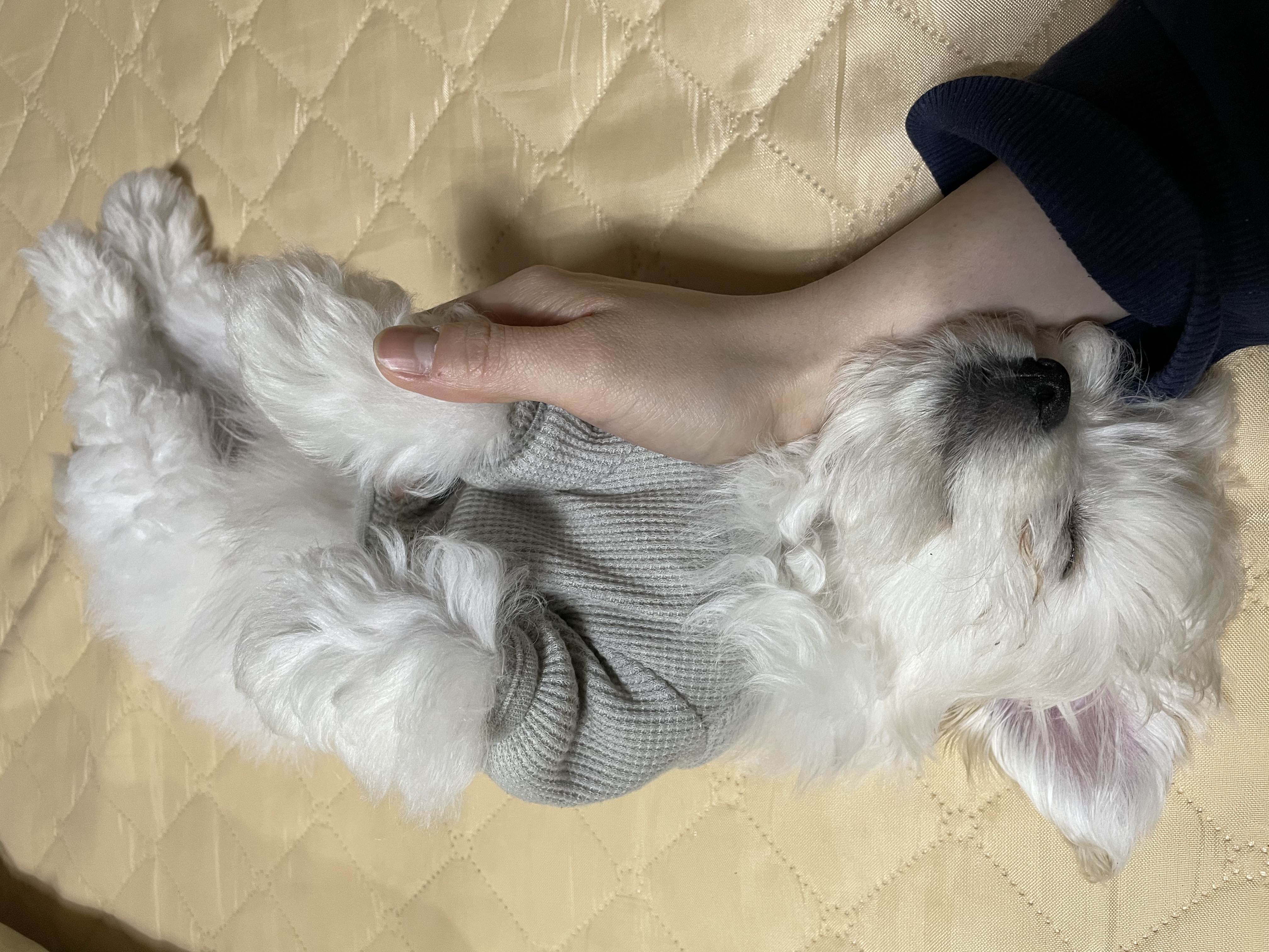 크림이(청삼이) 입양후기