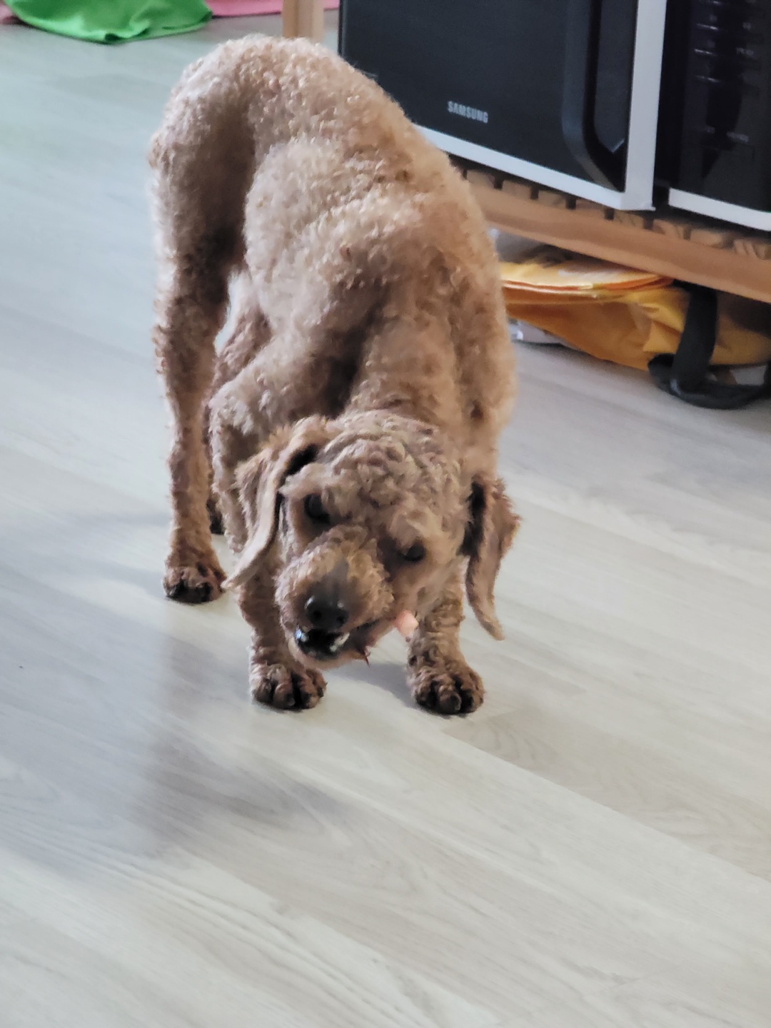 곤지암 해랑이(하루)의 1주일 후기를 올려드립니다.