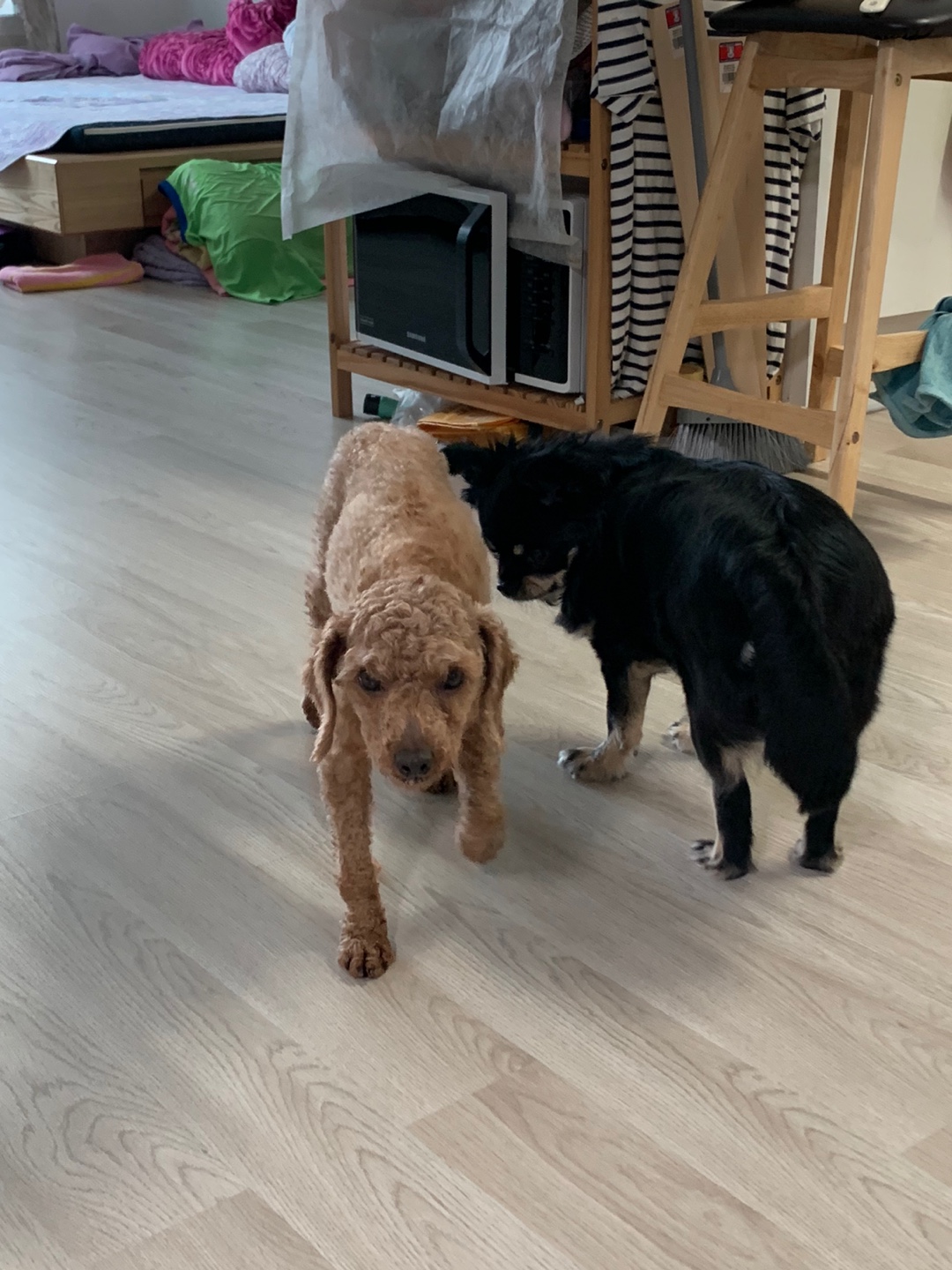 곤지암 해랑이(하루)의 1주일 후기를 올려드립니다.