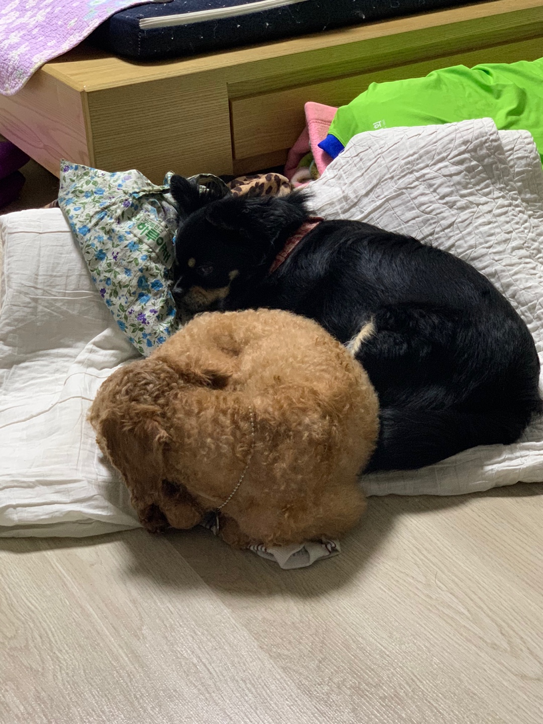 곤지암 해랑이(하루)의 1주일 후기를 올려드립니다.