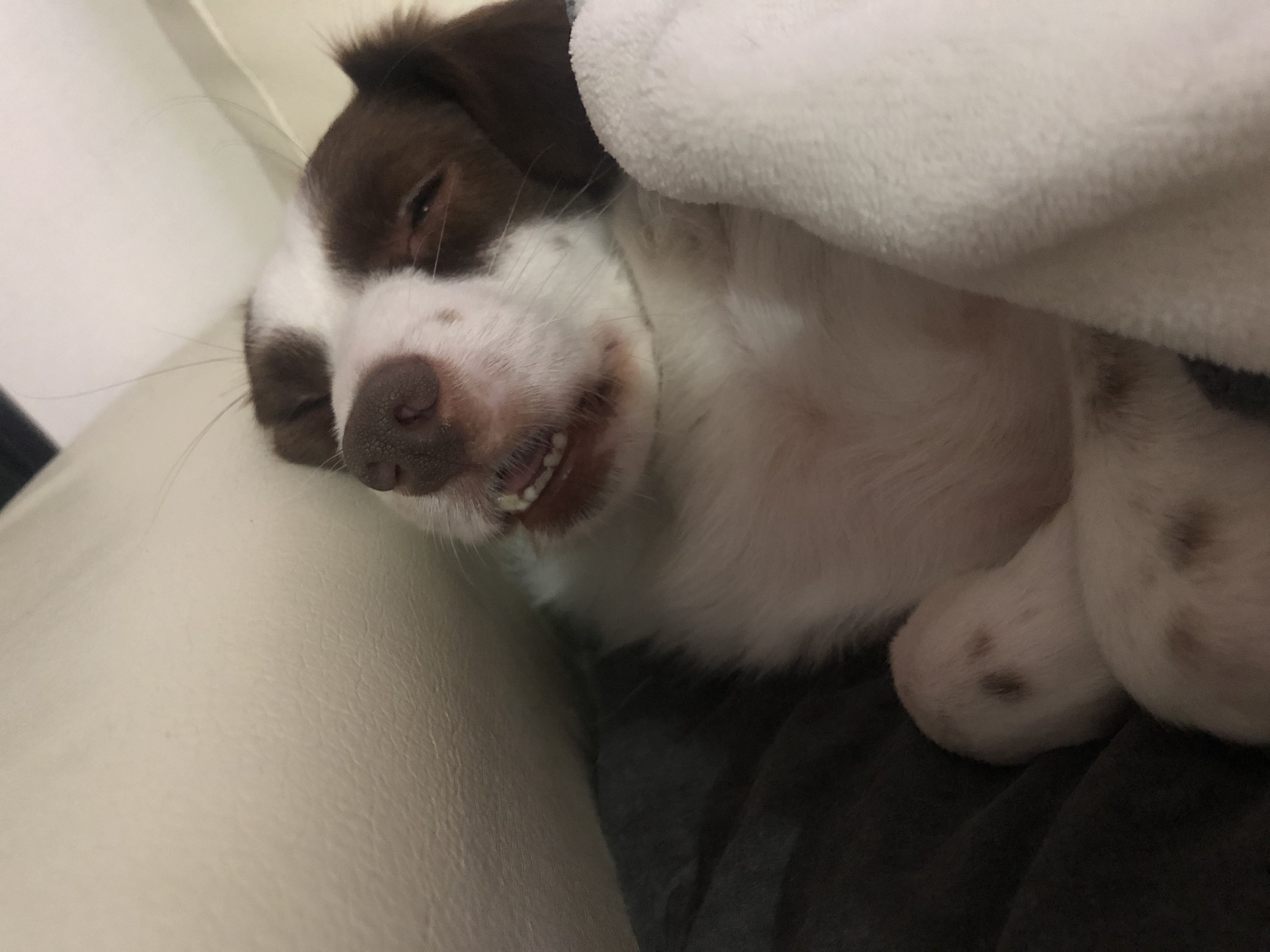 하겐이 잘있어용