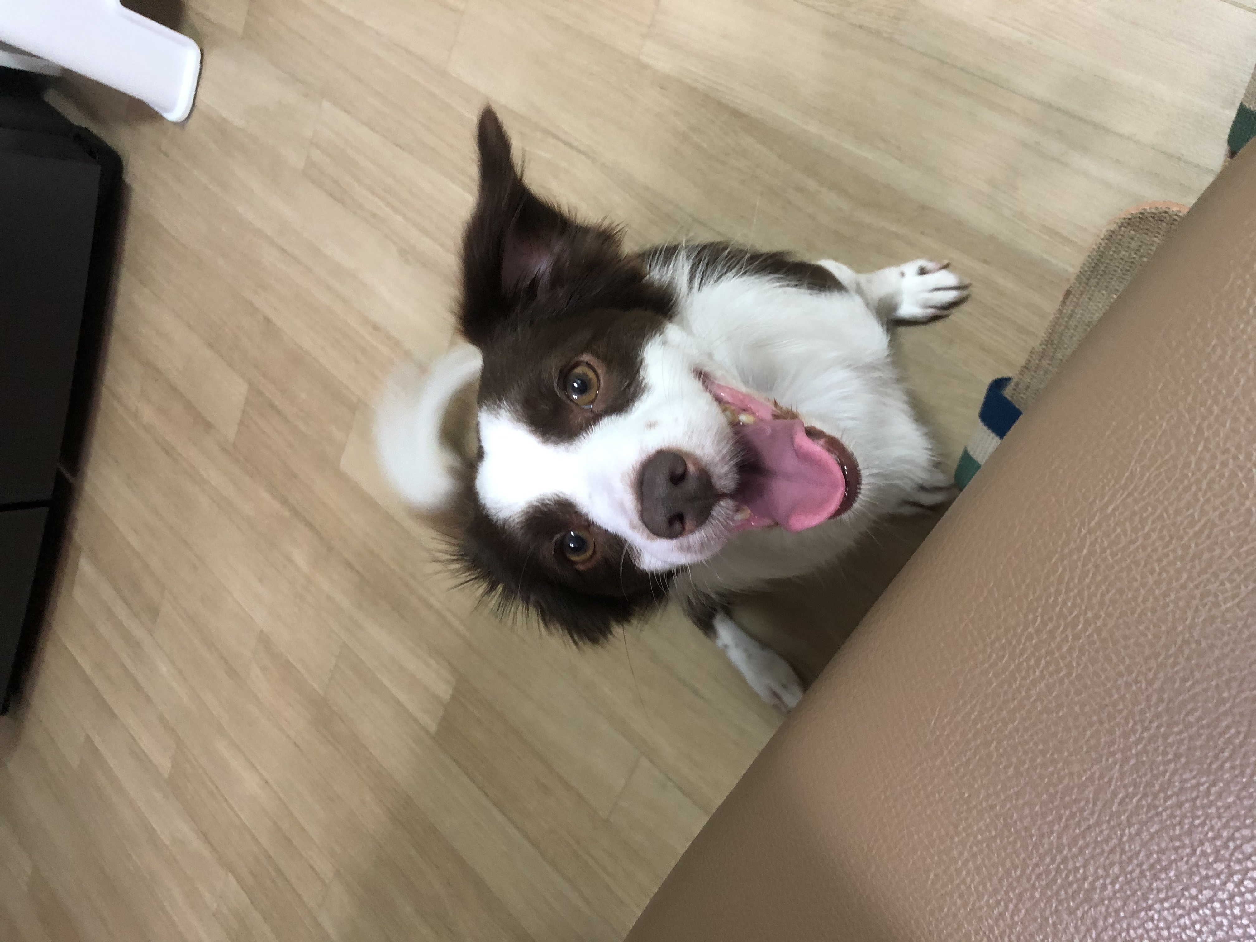 하겐이 잘있어용