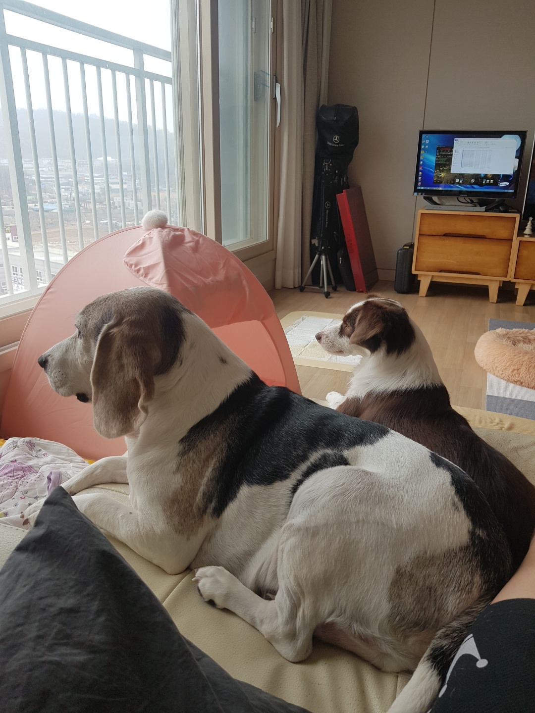 하겐이 잘있어용