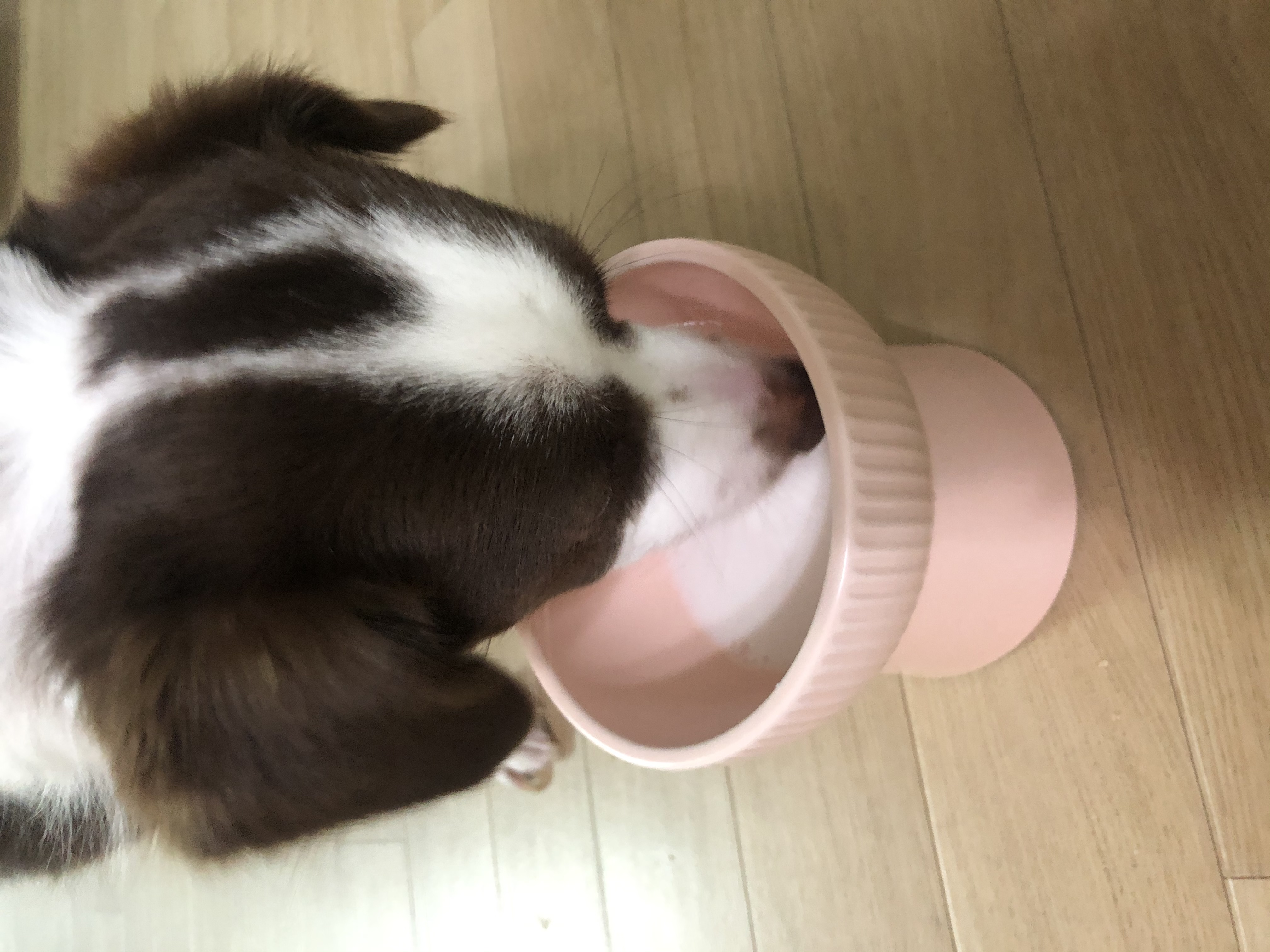 하겐이 잘있어용