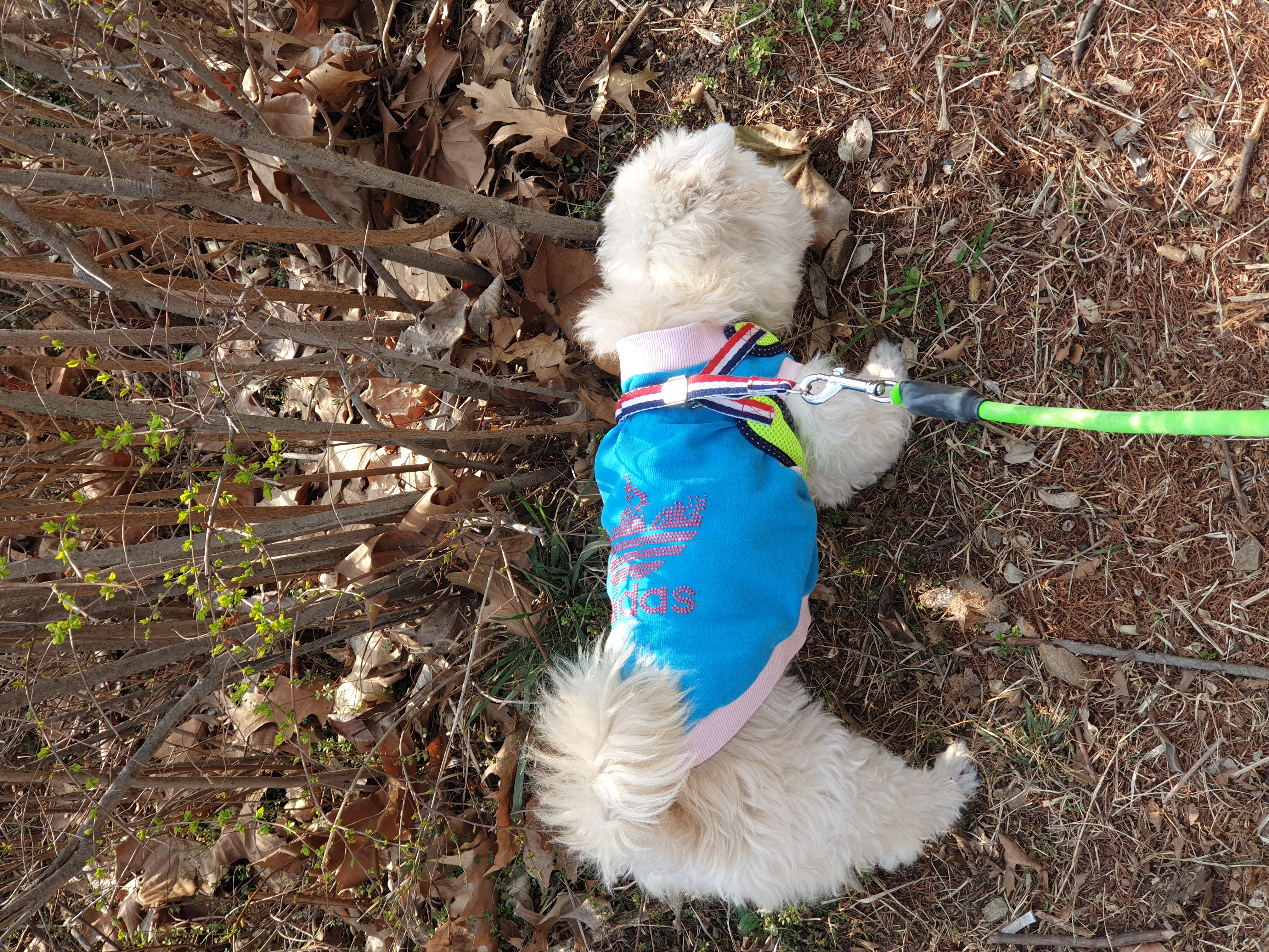 봉봉이와 갸족이 된지 한달이 되었네요^^