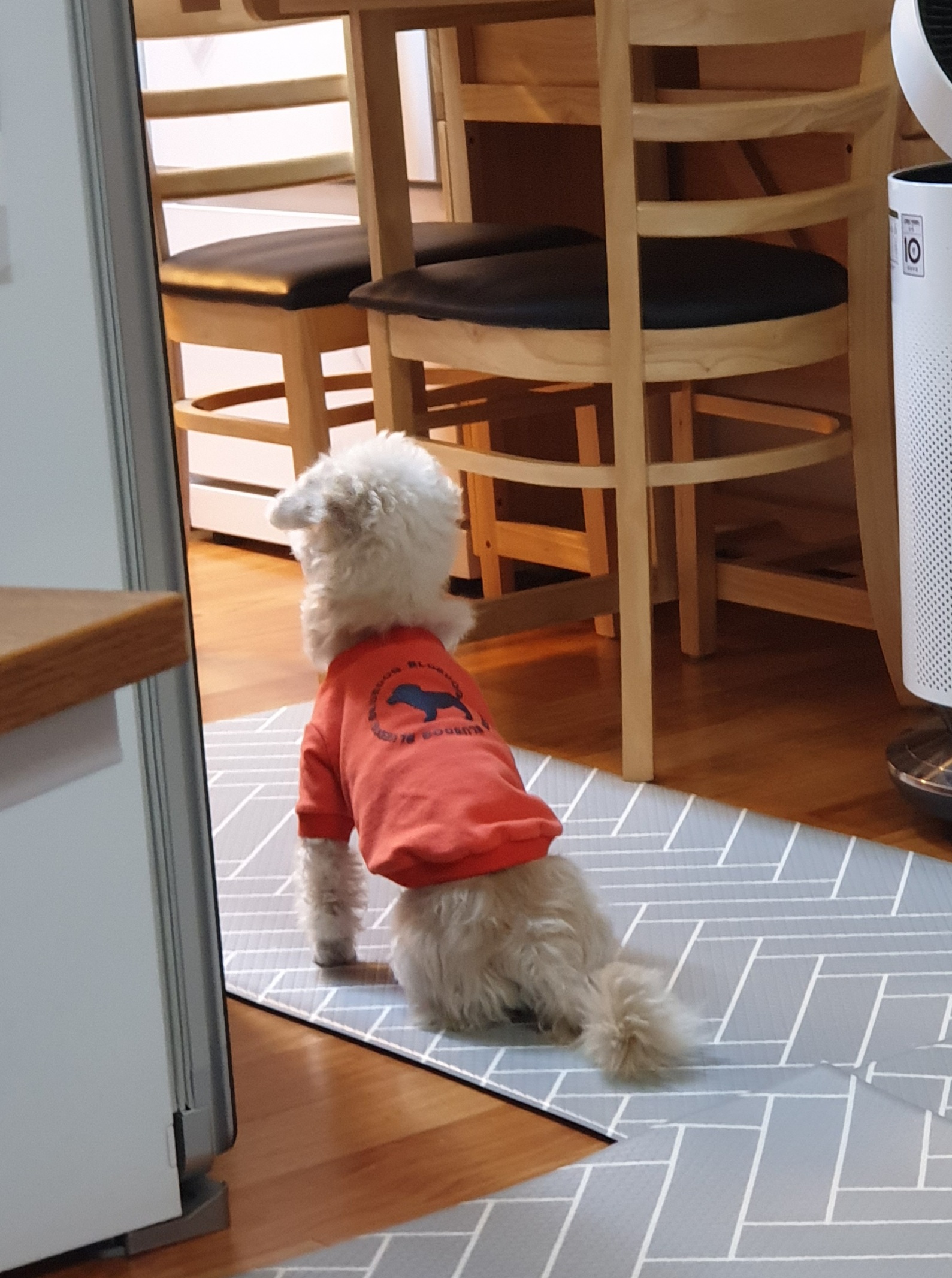 봉봉이와 갸족이 된지 한달이 되었네요^^