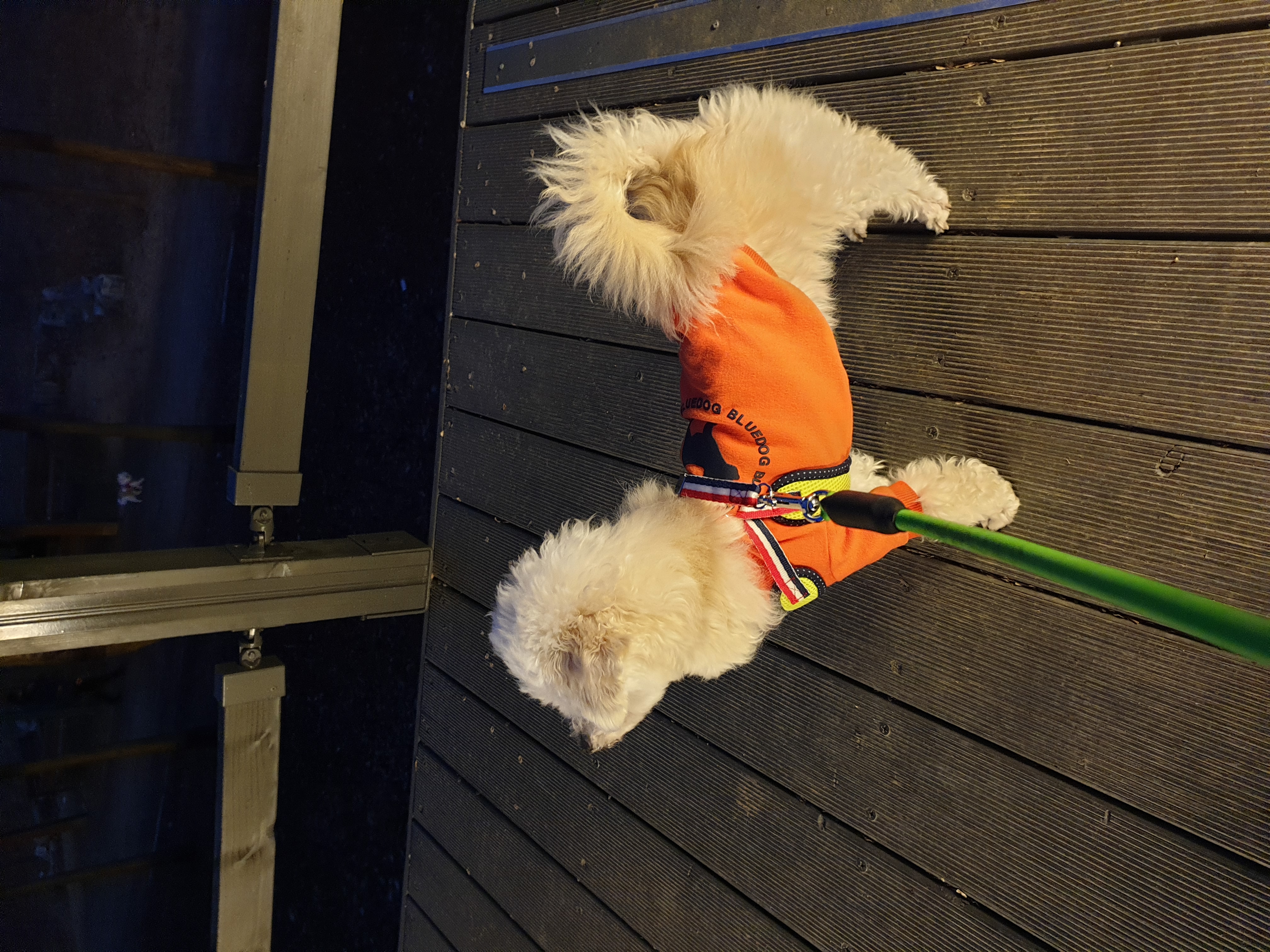 봉봉이와 갸족이 된지 한달이 되었네요^^