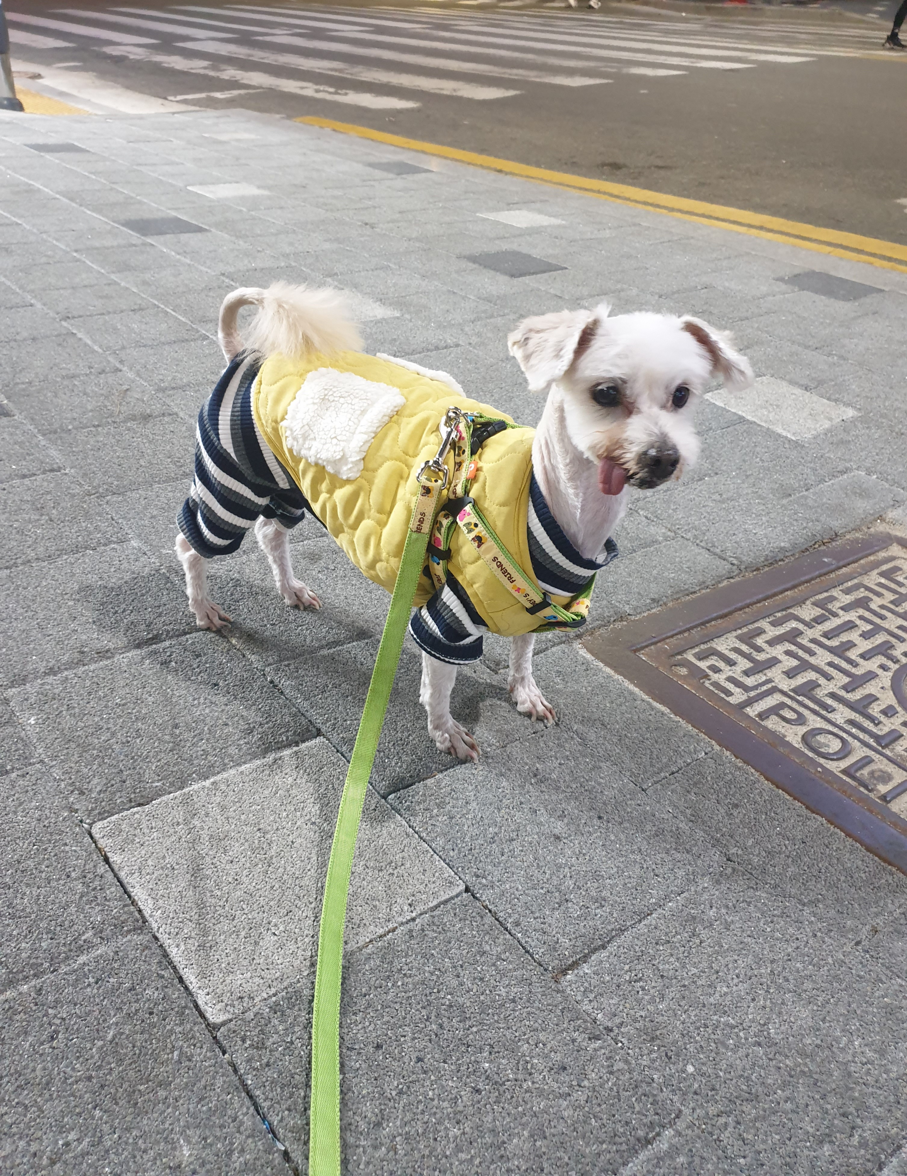 봉봉이와 갸족이 된지 한달이 되었네요^^