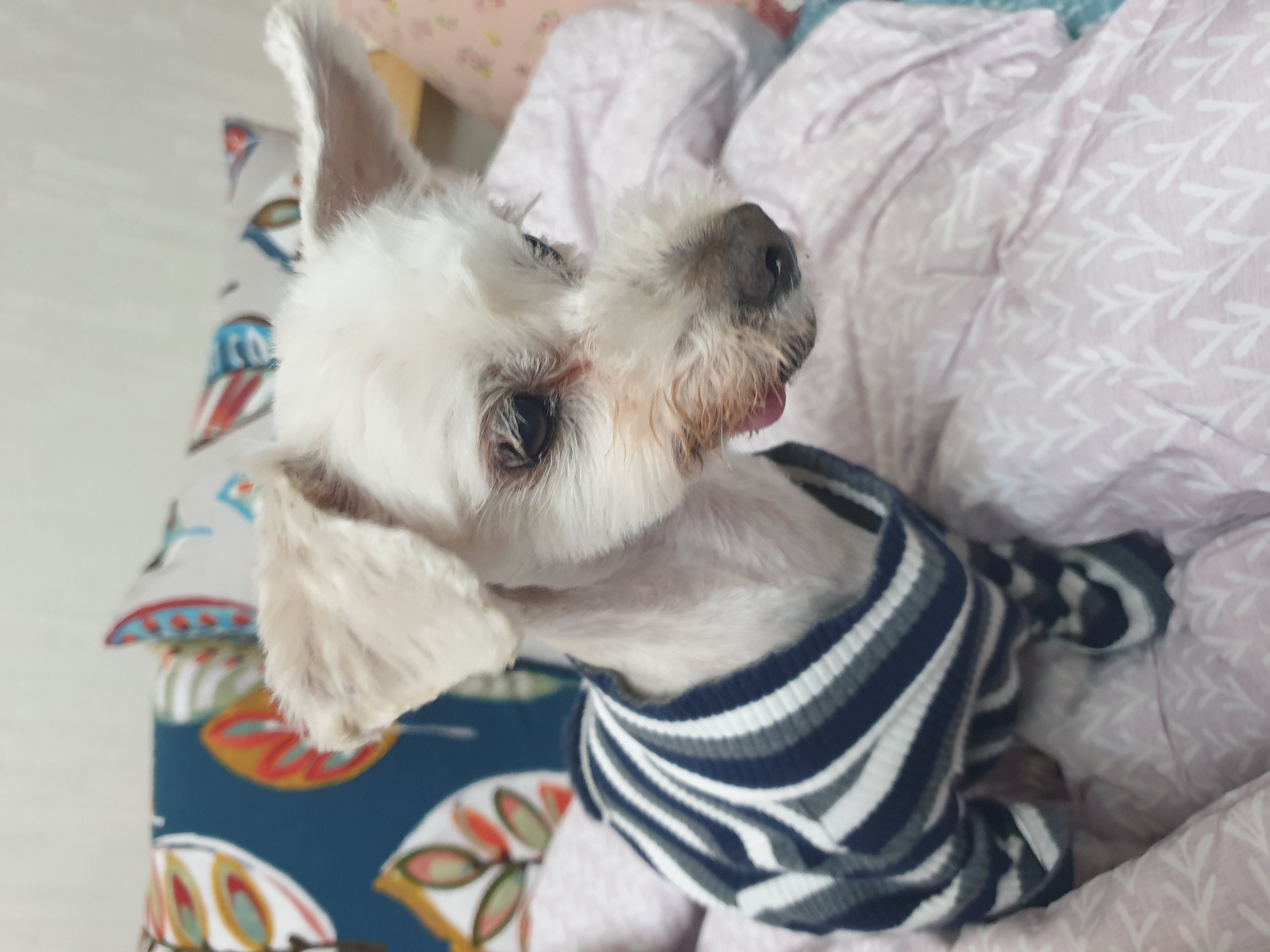 봉봉이와 갸족이 된지 한달이 되었네요^^