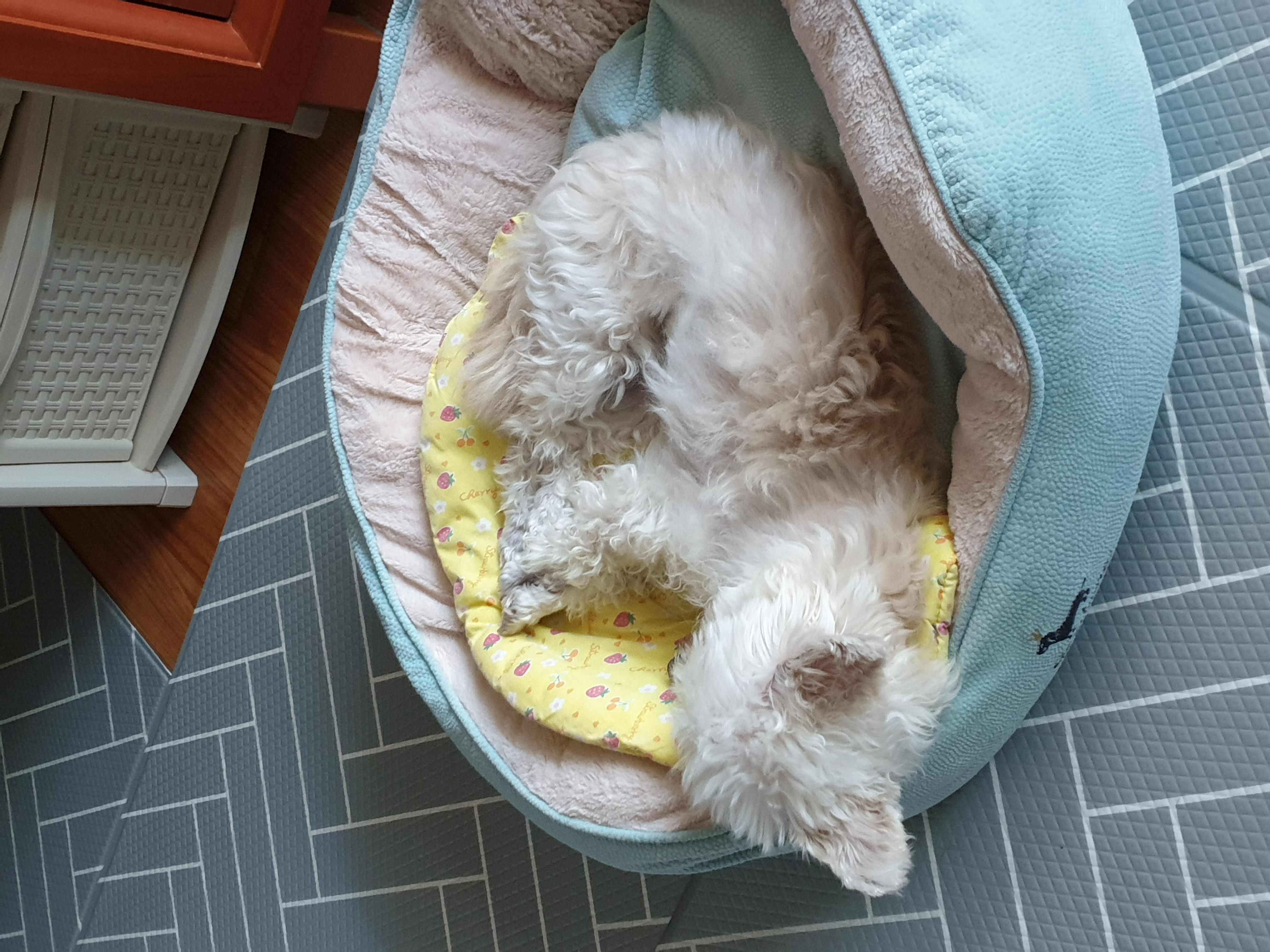 봉봉이와 갸족이 된지 한달이 되었네요^^