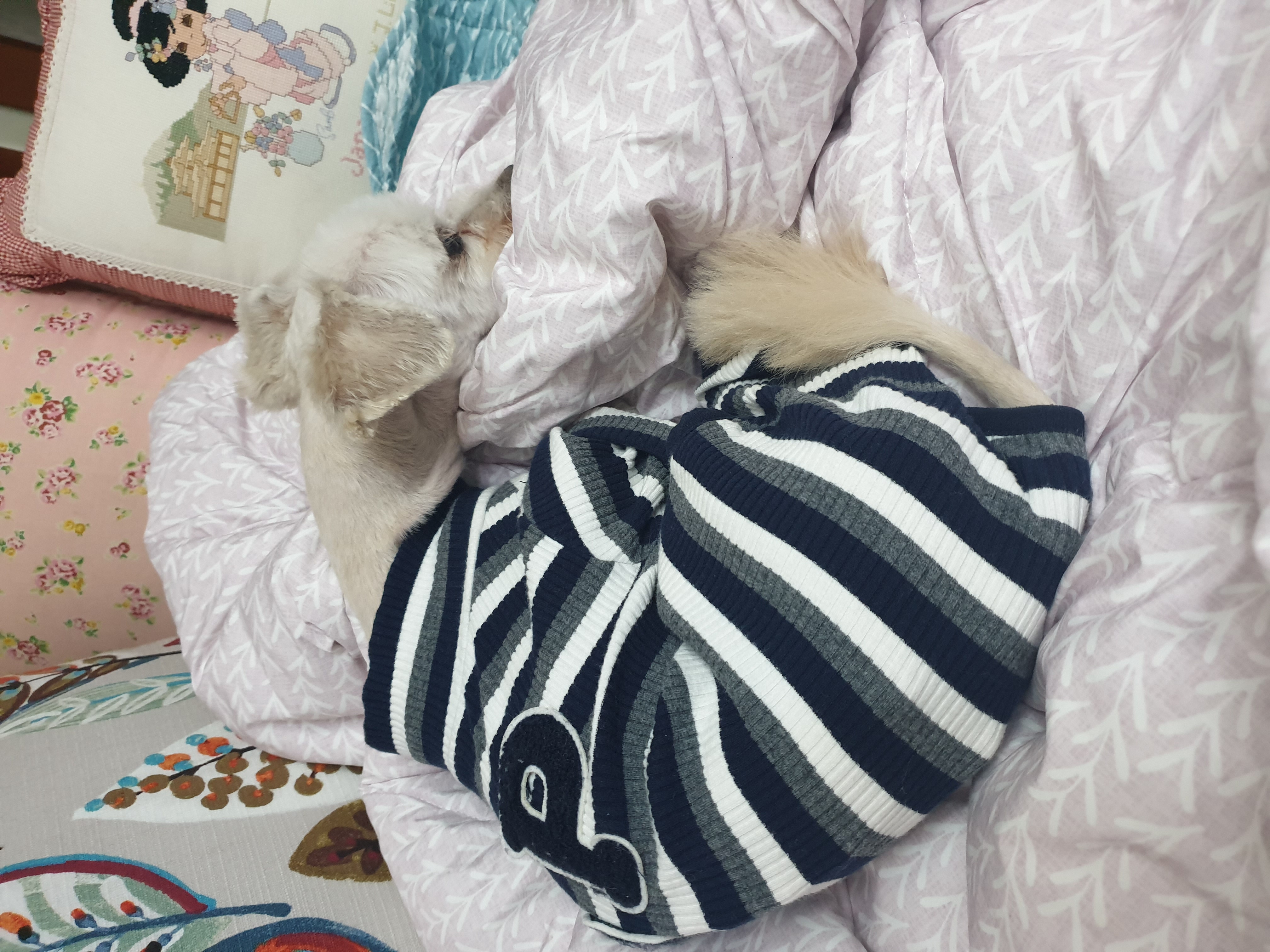 봉봉이와 갸족이 된지 한달이 되었네요^^