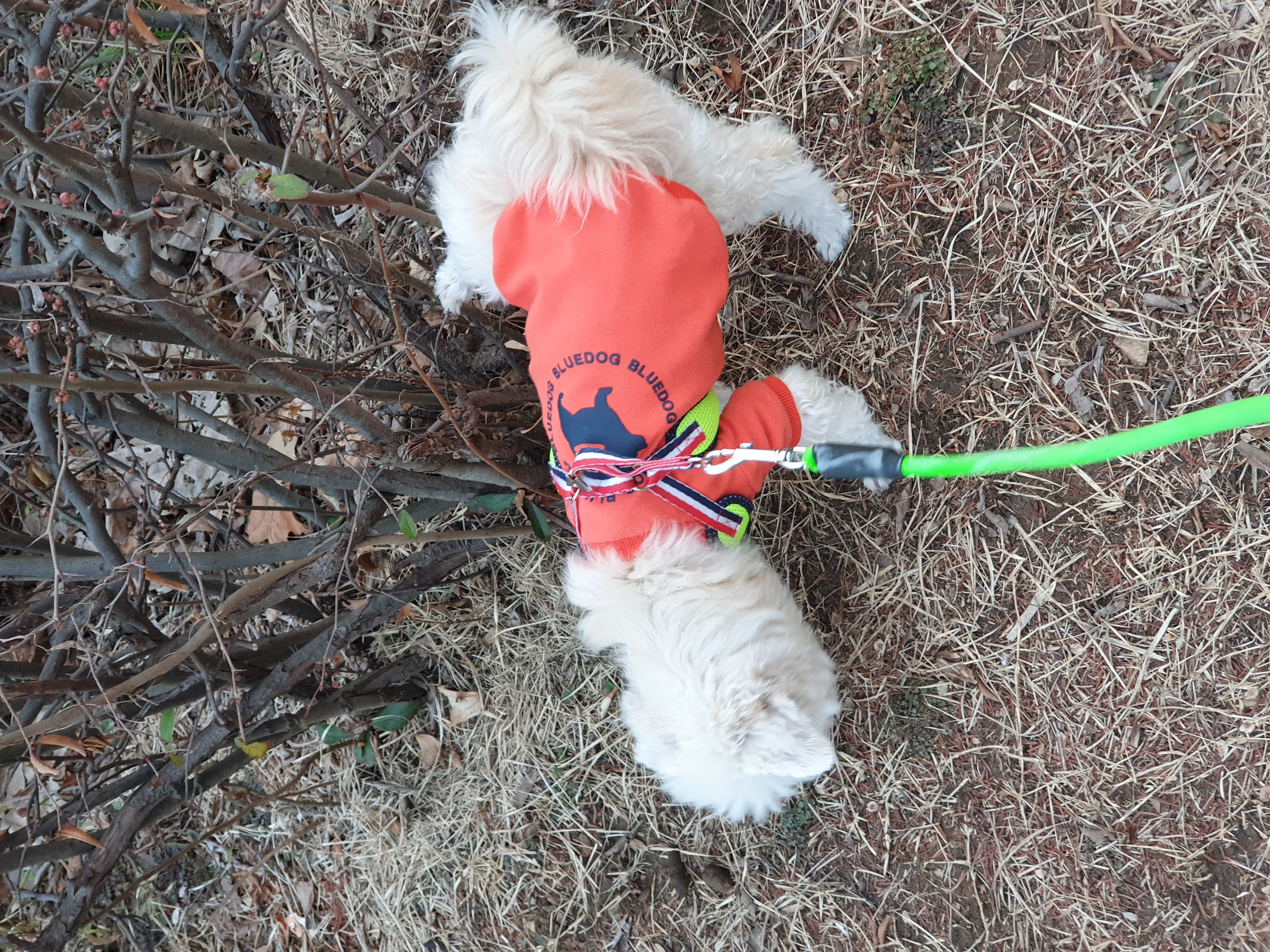 봉봉이와 갸족이 된지 한달이 되었네요^^