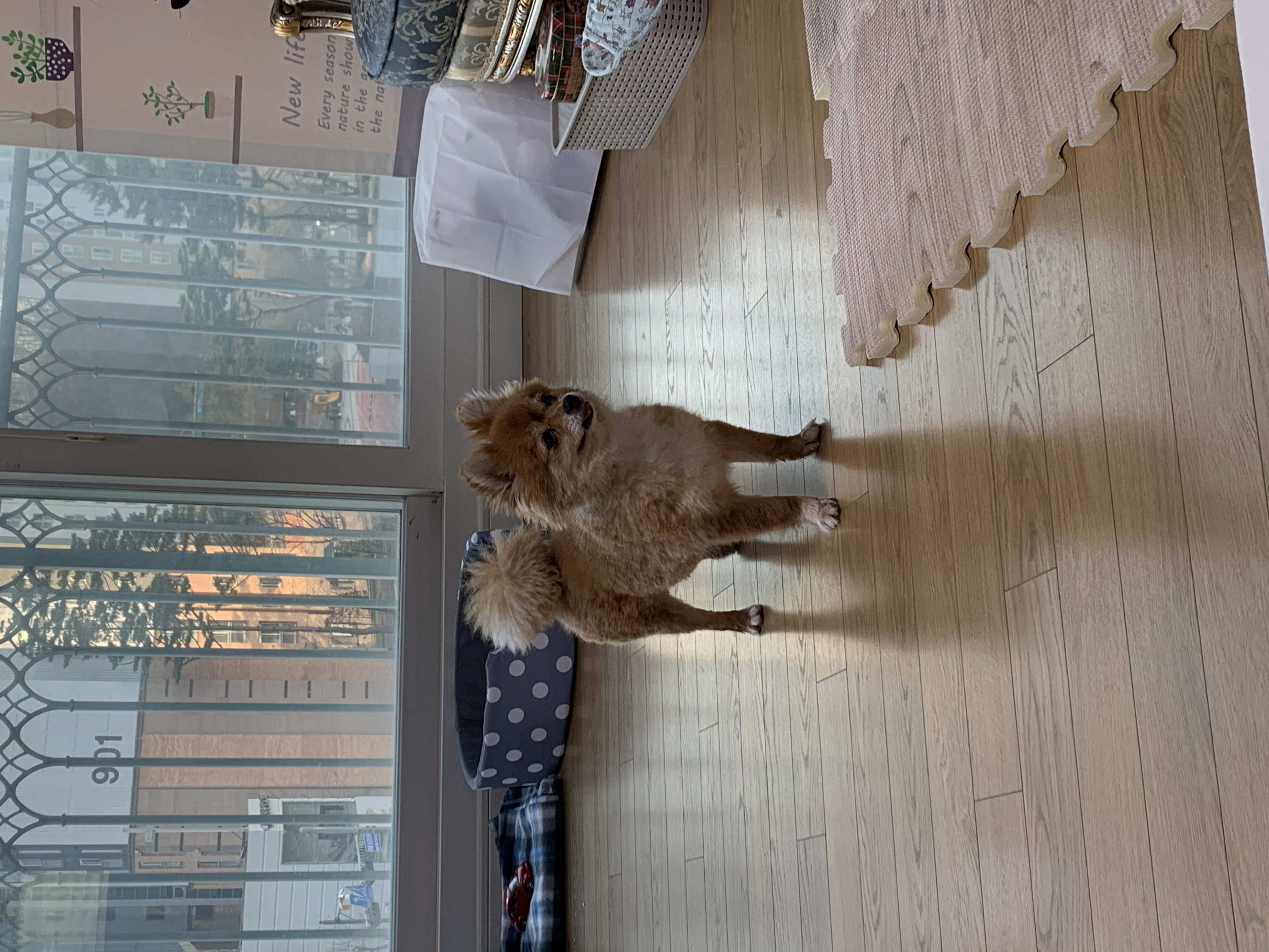 토리 (곤지암 삼곤이) 와 함께한 한 달