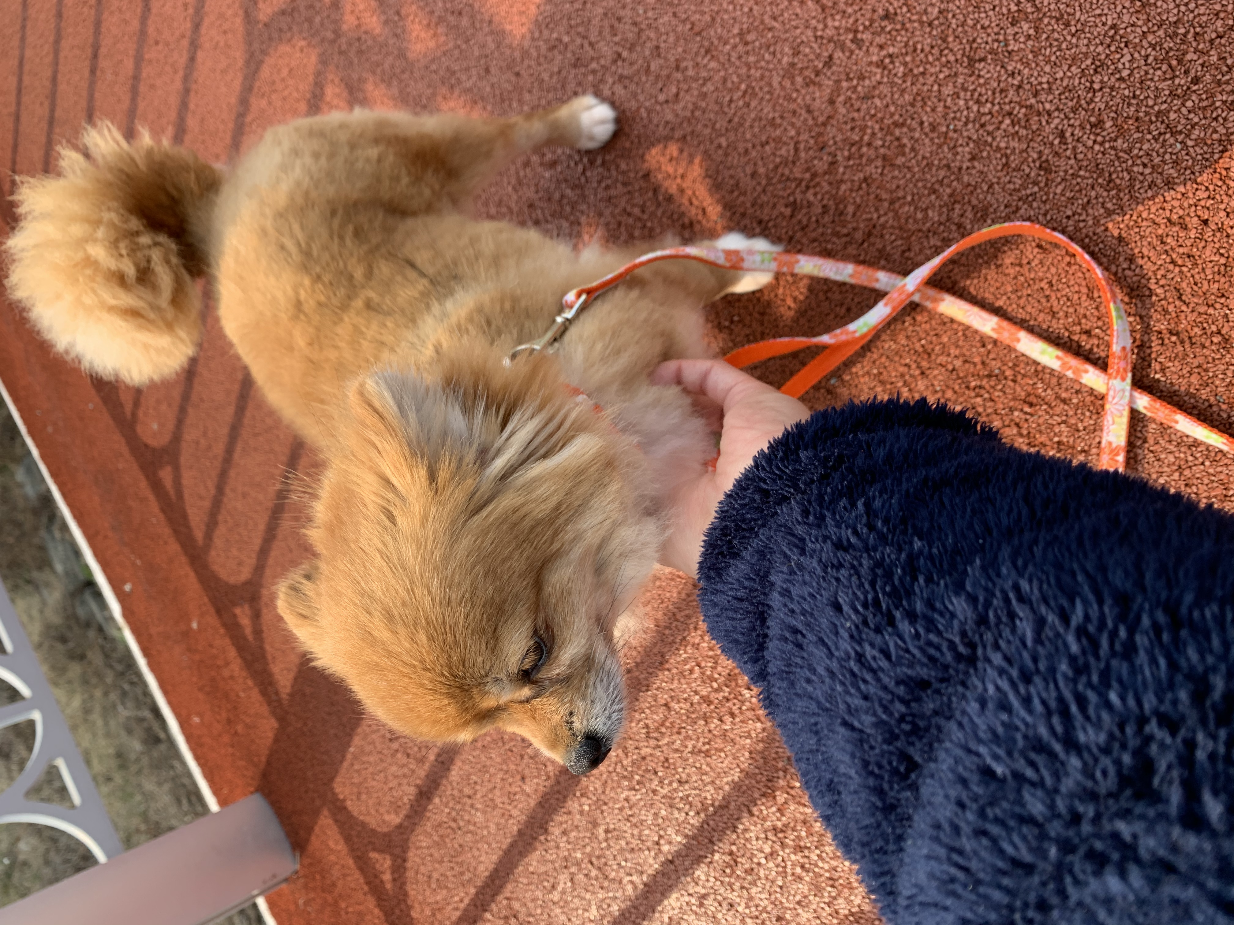 토리 (곤지암 삼곤이) 와 함께한 한 달