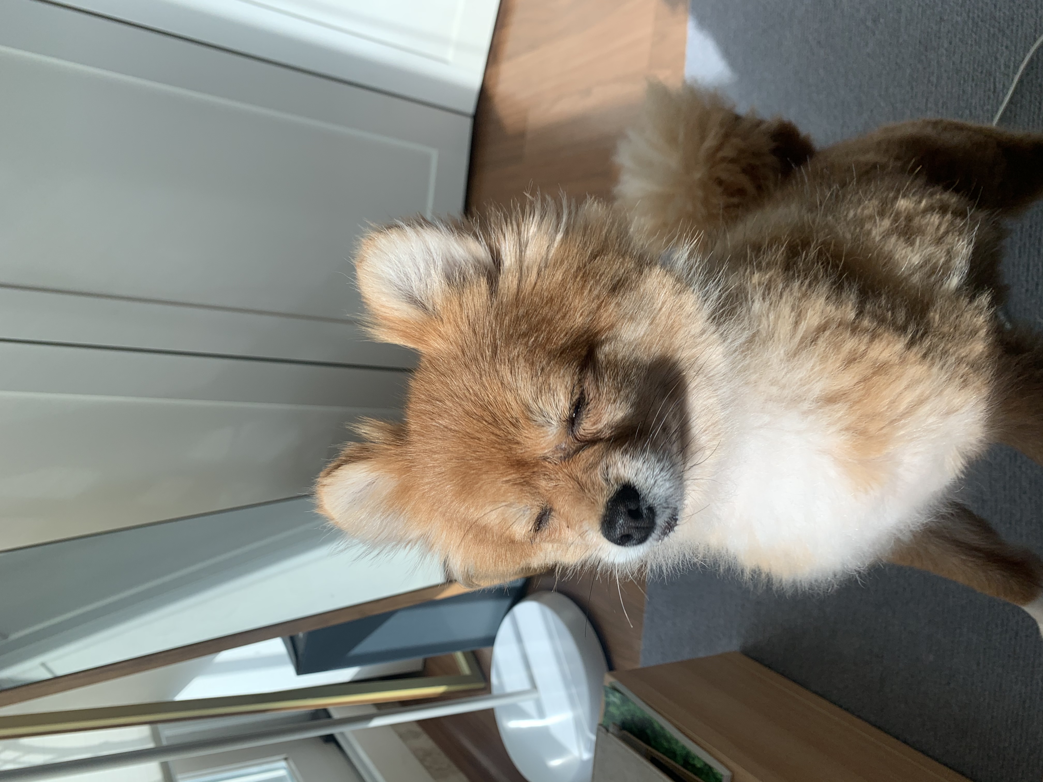 토리 (곤지암 삼곤이) 와 함께한 한 달