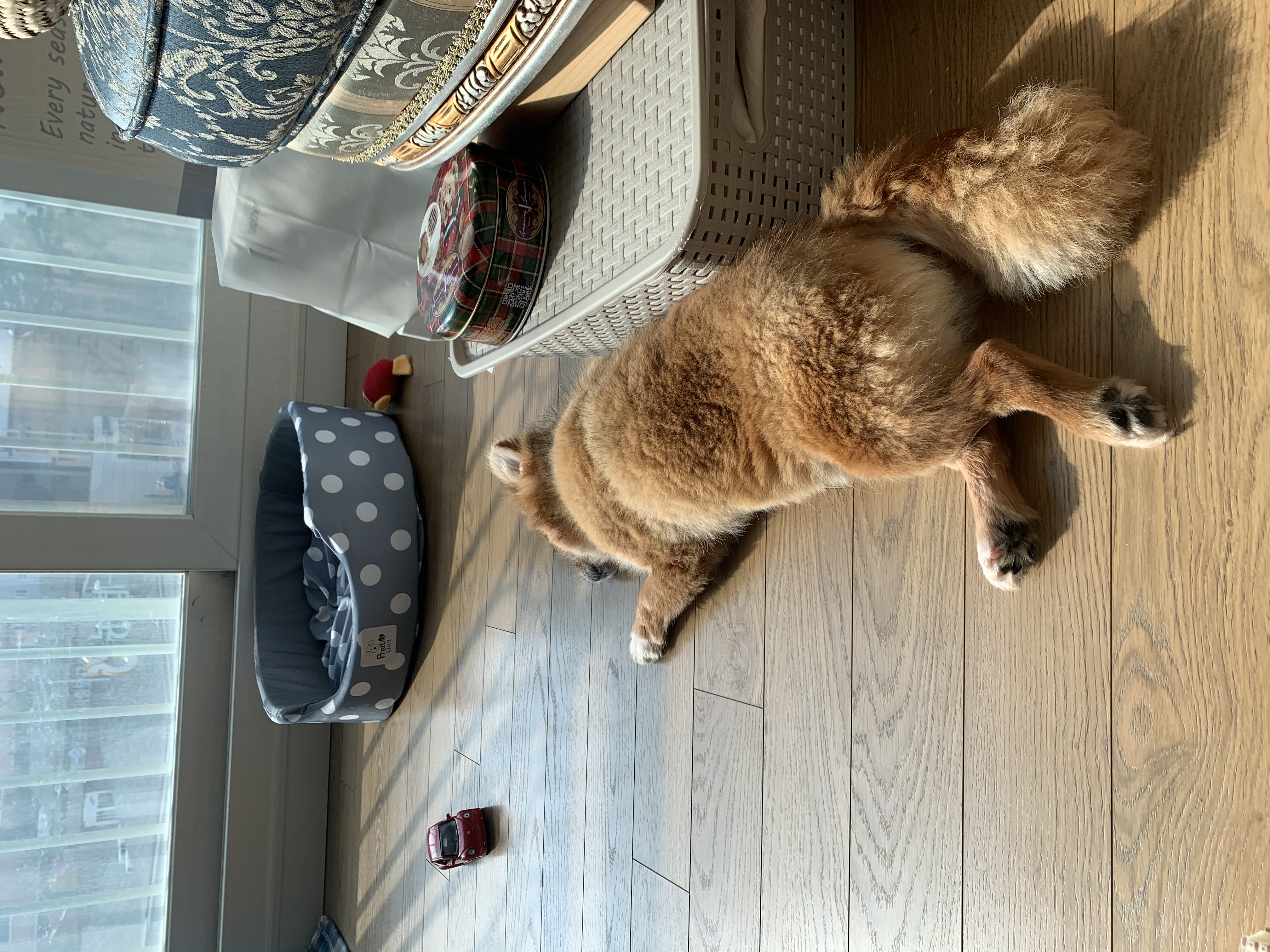 토리 (곤지암 삼곤이) 와 함께한 한 달