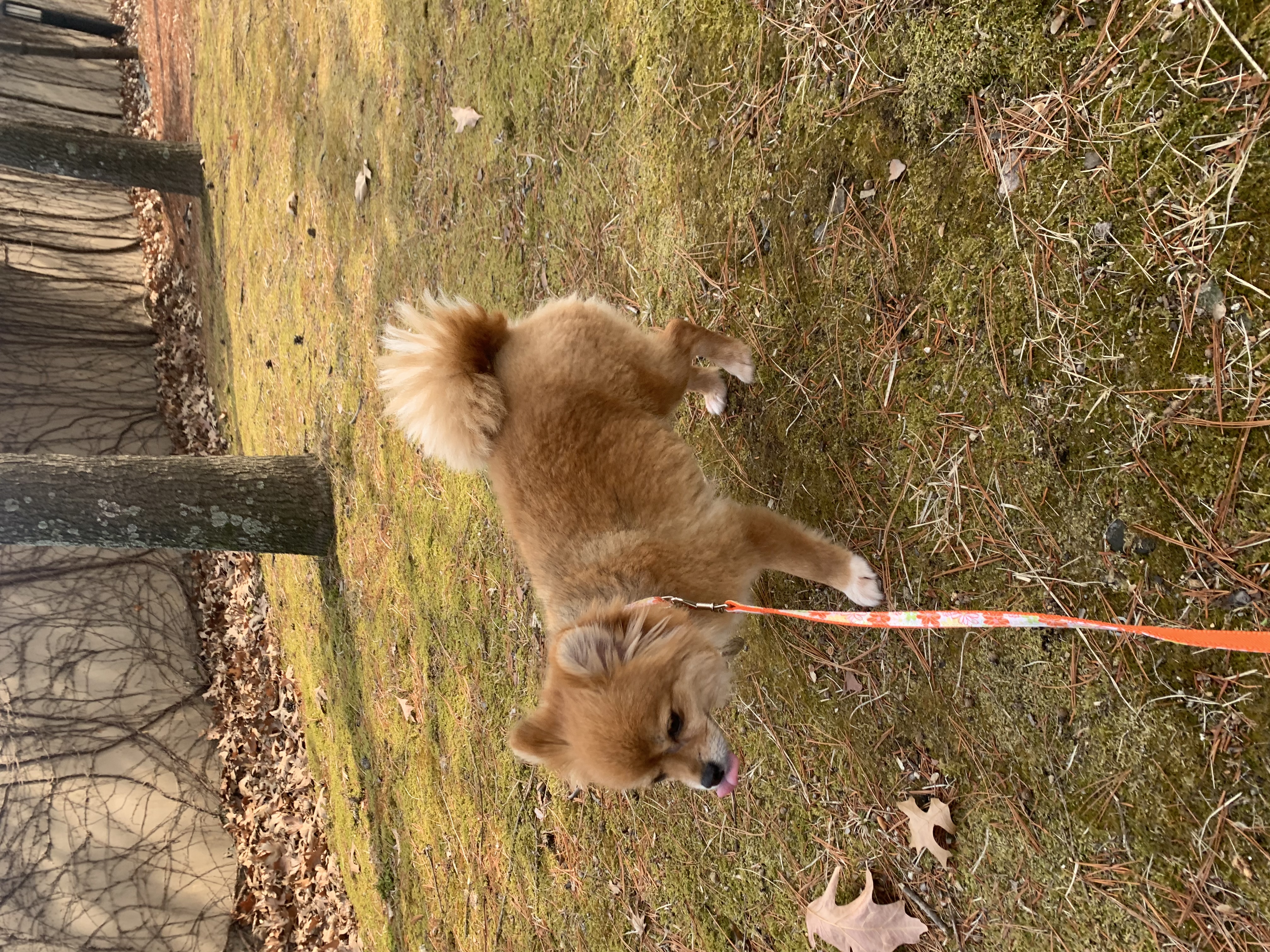 토리 (곤지암 삼곤이) 와 함께한 한 달