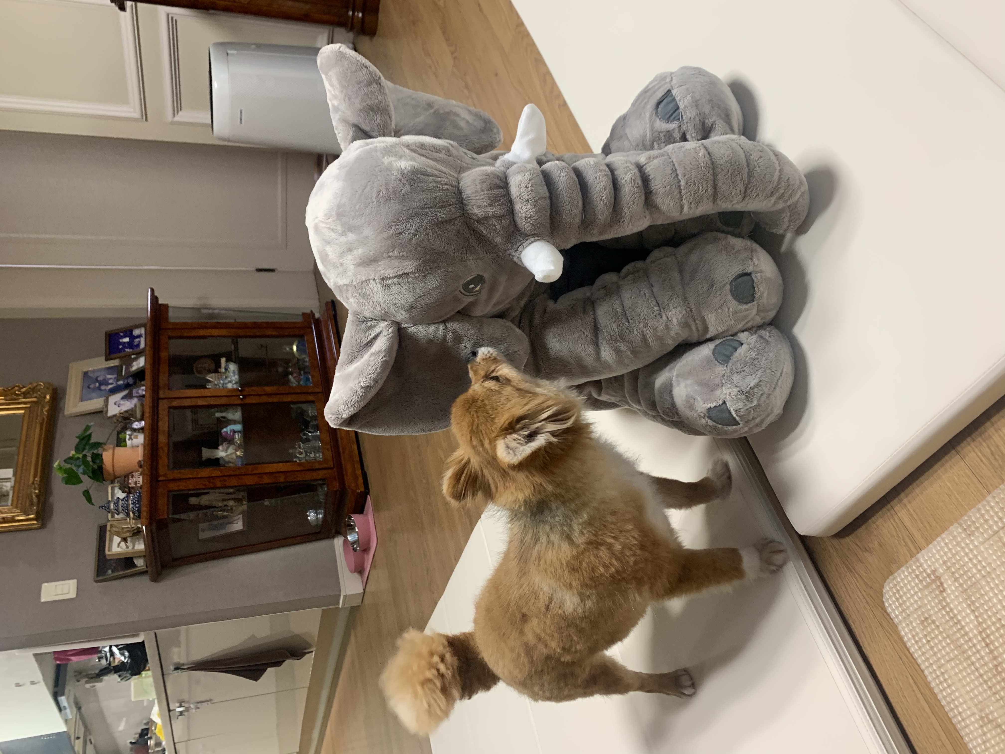 토리 (곤지암 삼곤이) 와 함께한 한 달