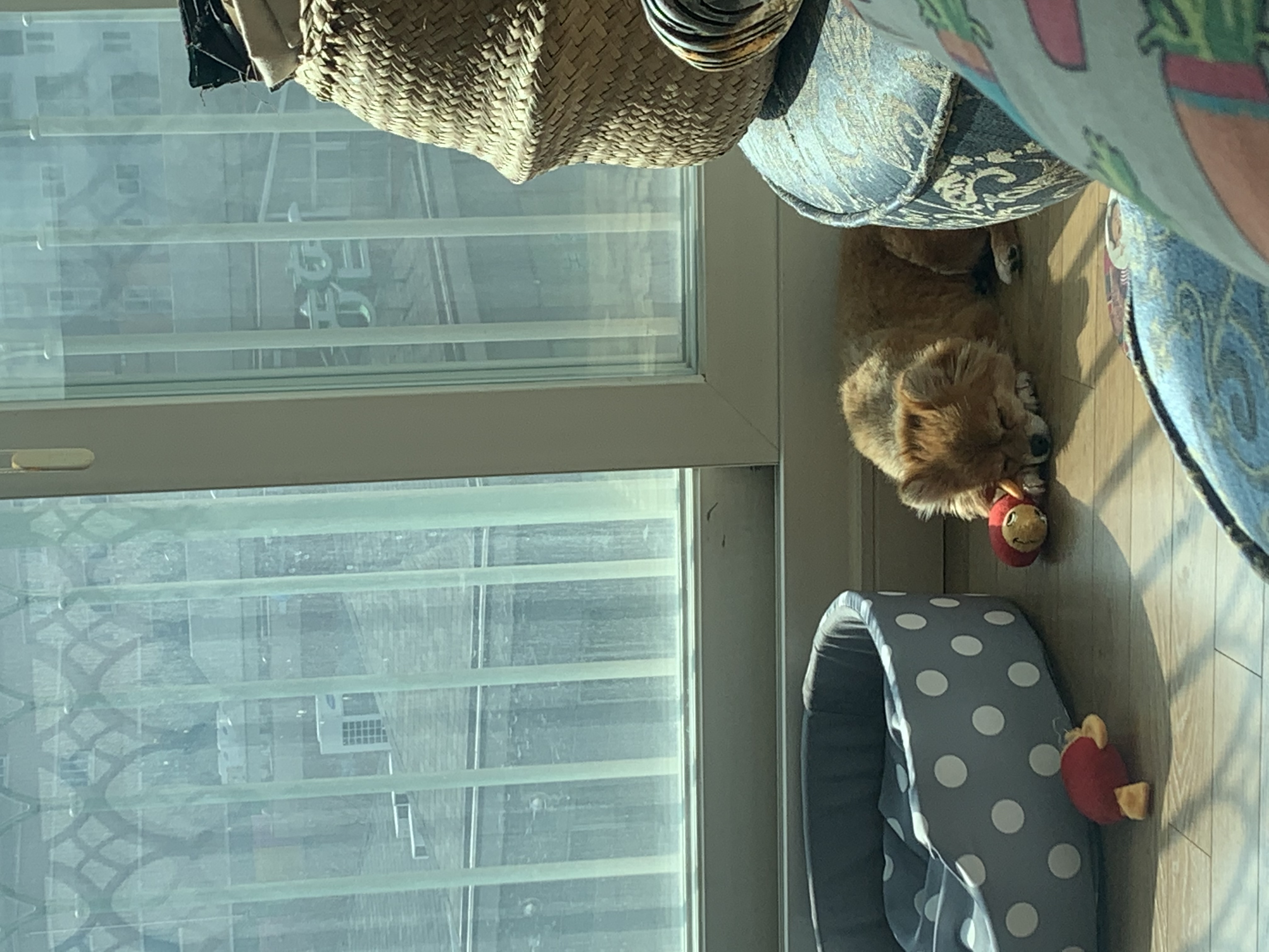 토리 (곤지암 삼곤이) 와 함께한 한 달