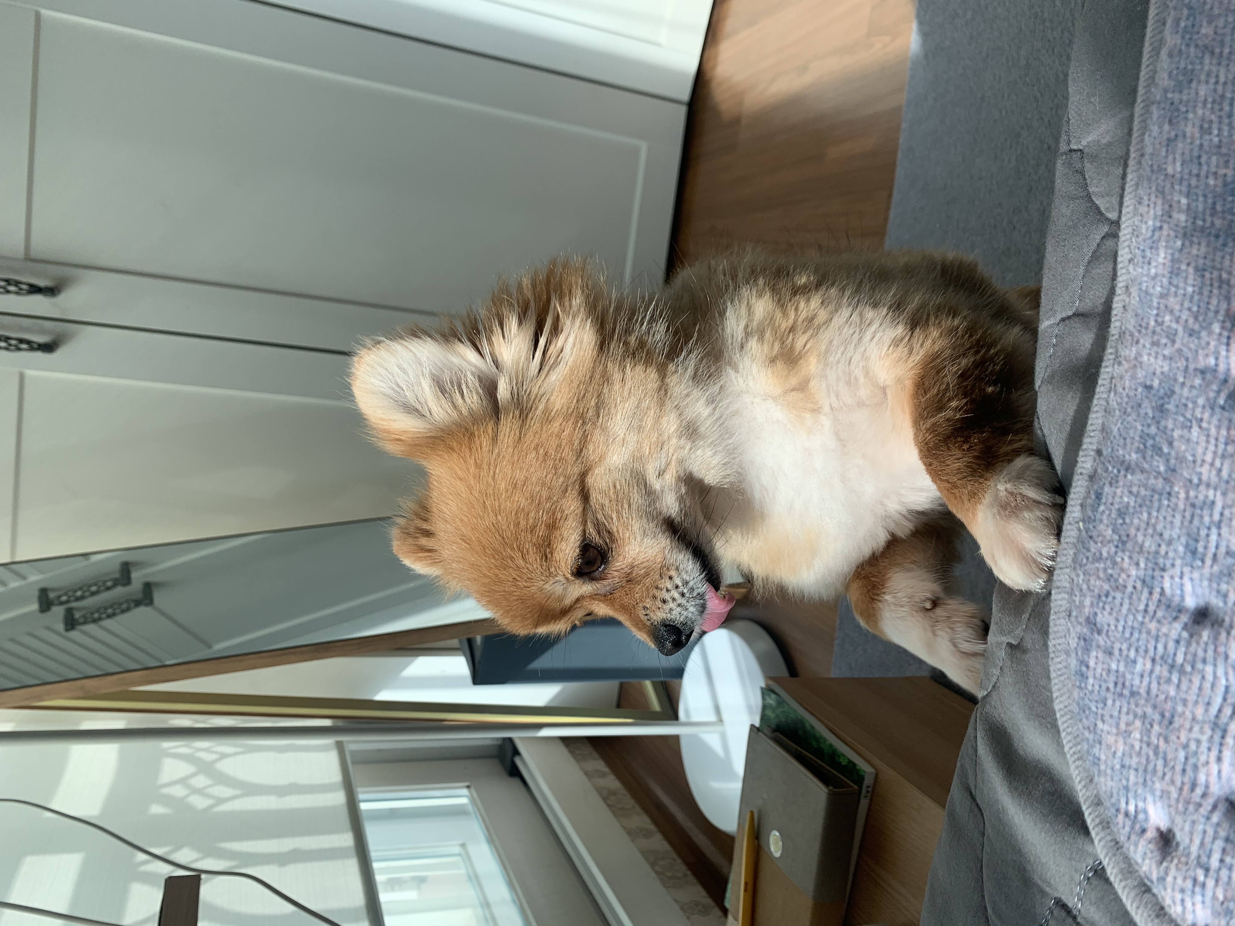 토리 (곤지암 삼곤이) 와 함께한 한 달