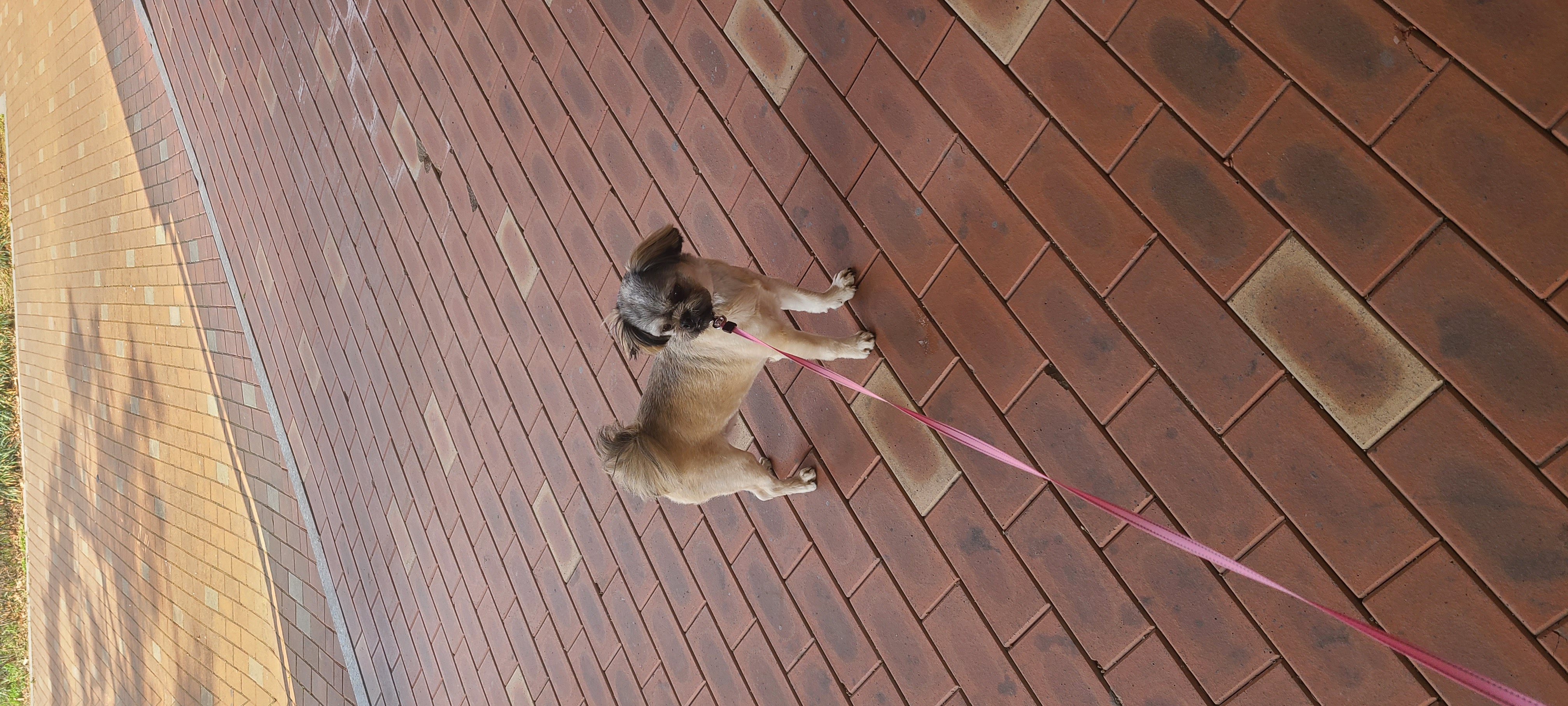 우리 세남이(흑미)