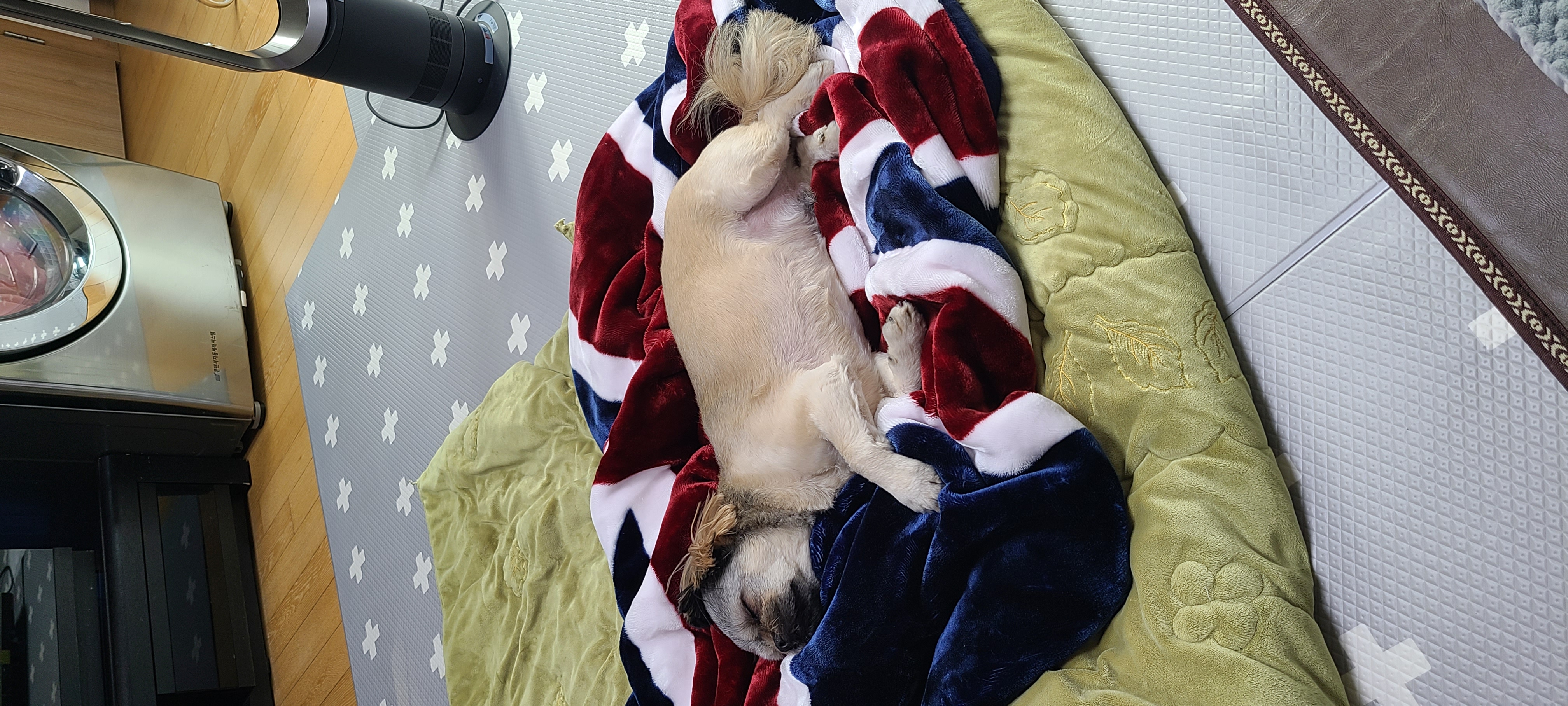 우리 세남이(흑미)