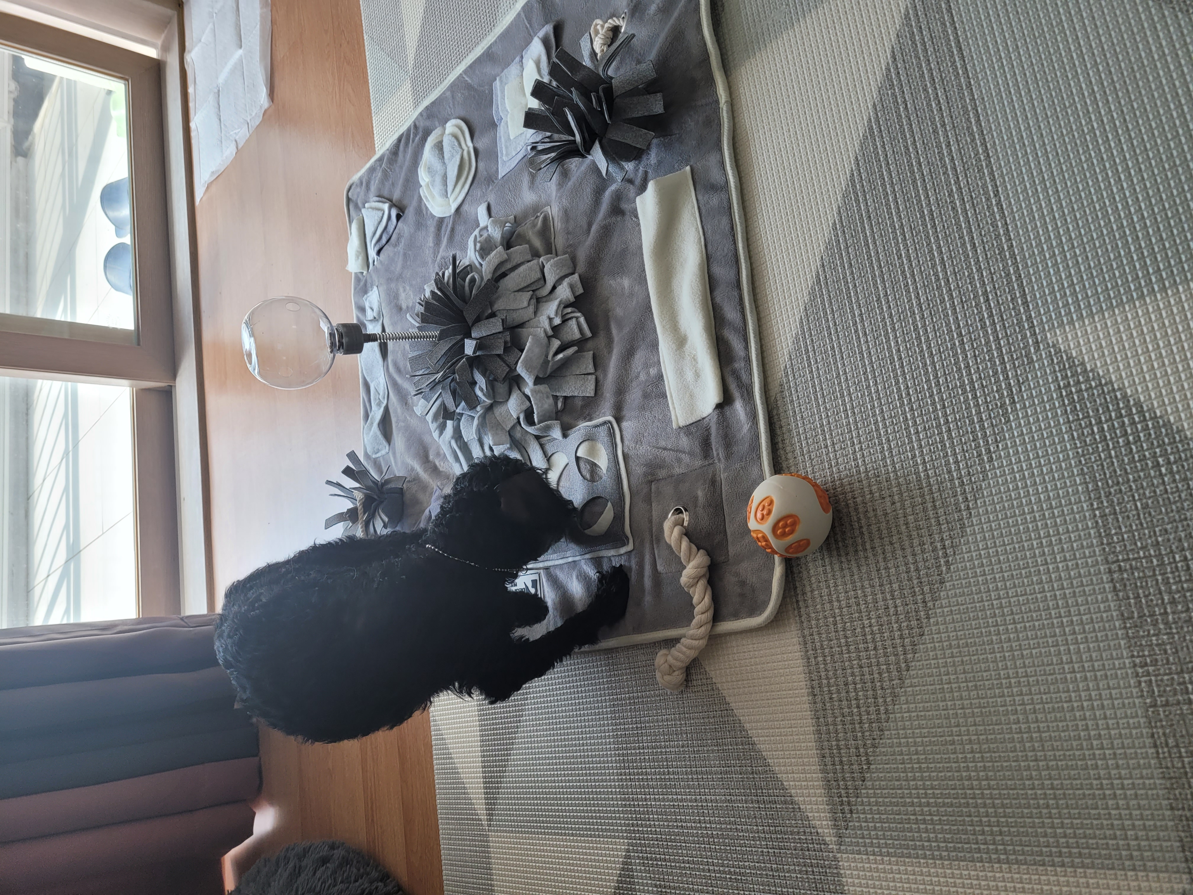 뽀송이 입양후 일주일