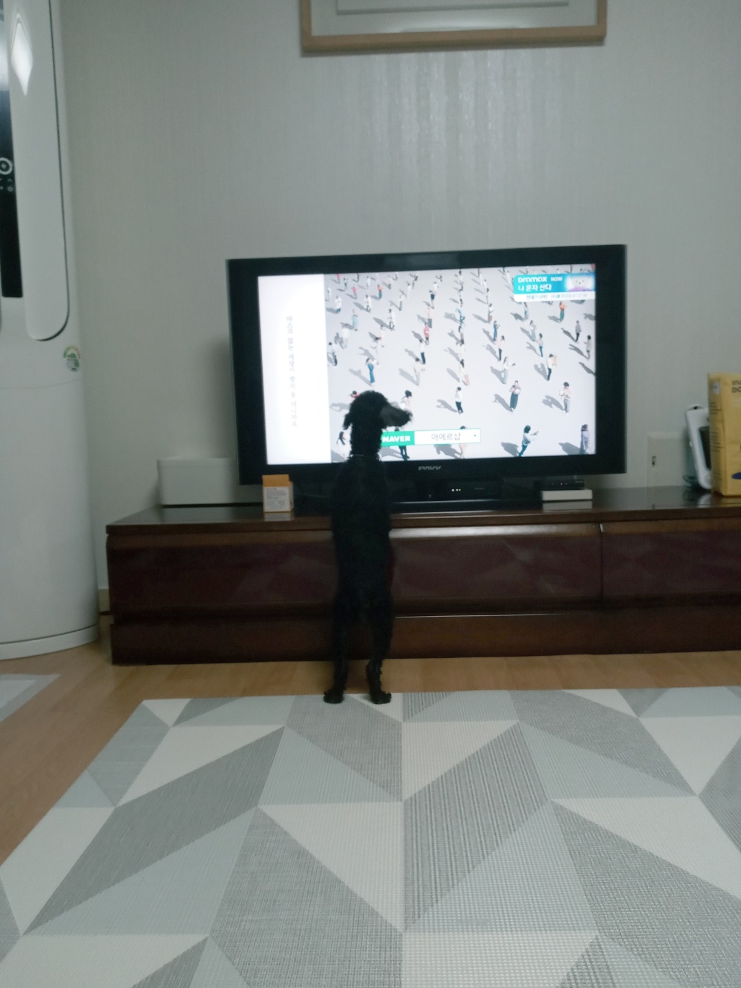 뽀송이 입양후 일주일