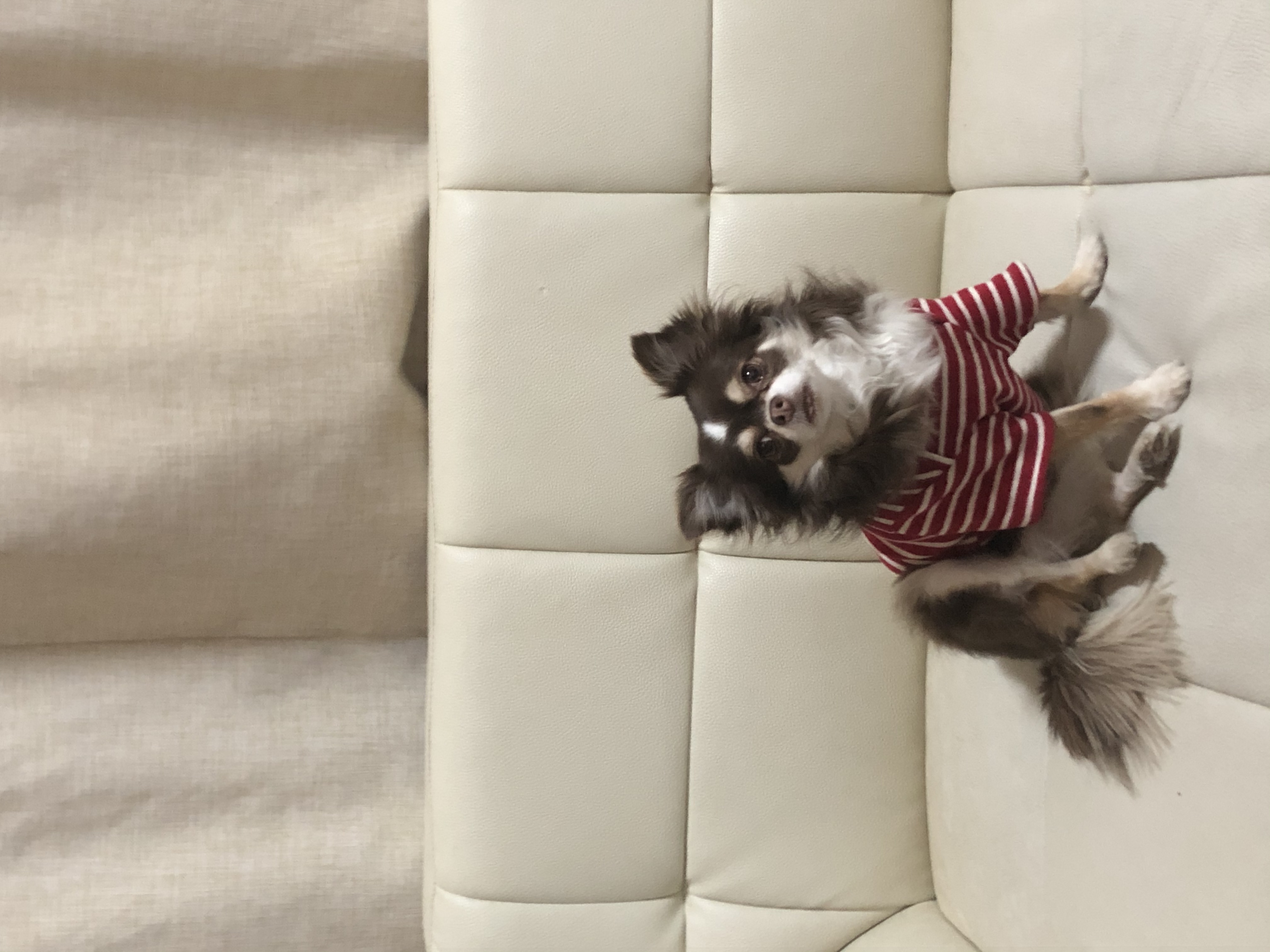 타미와 2주년(평택 치와와)