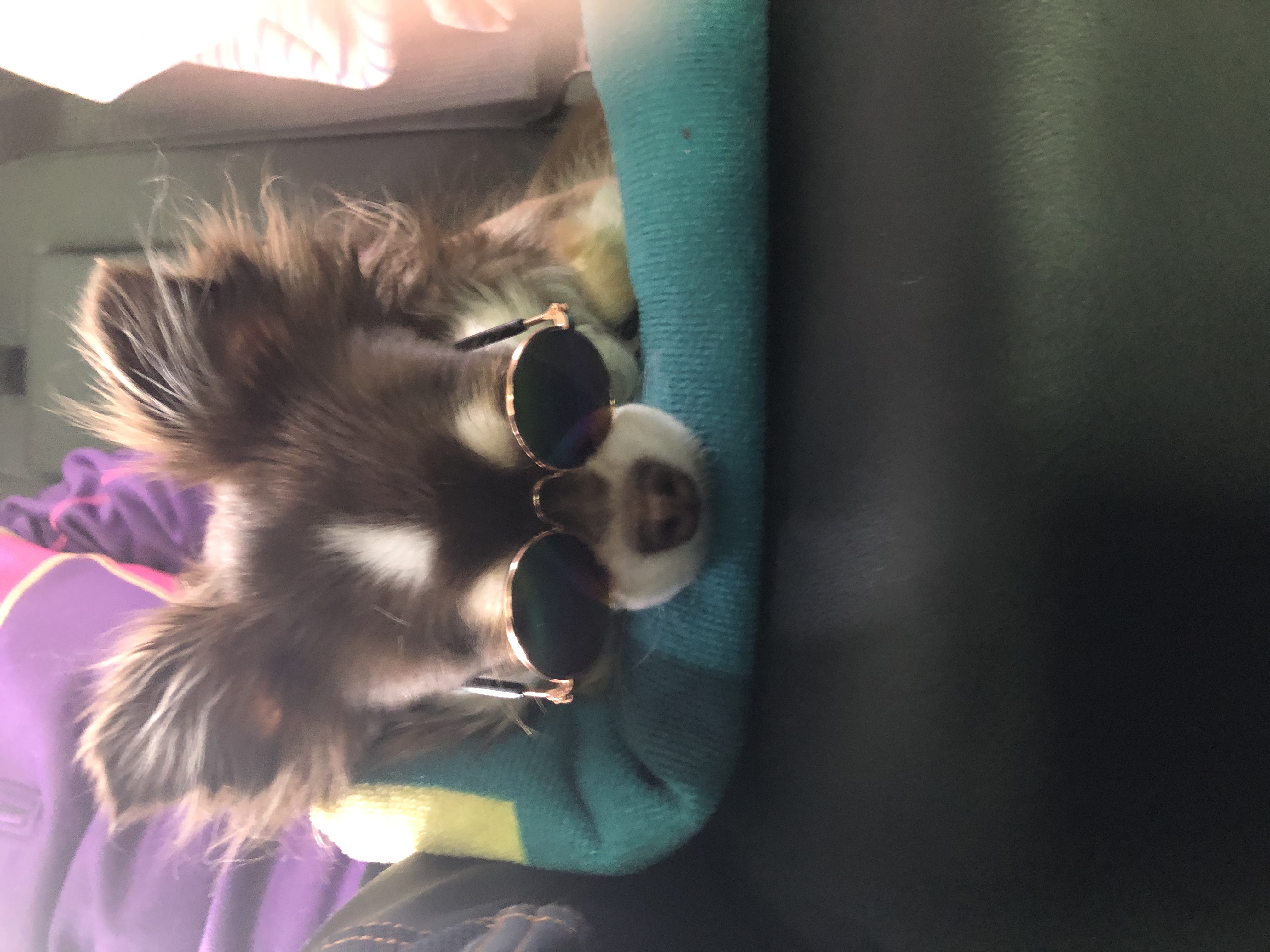 타미와 2주년(평택 치와와)