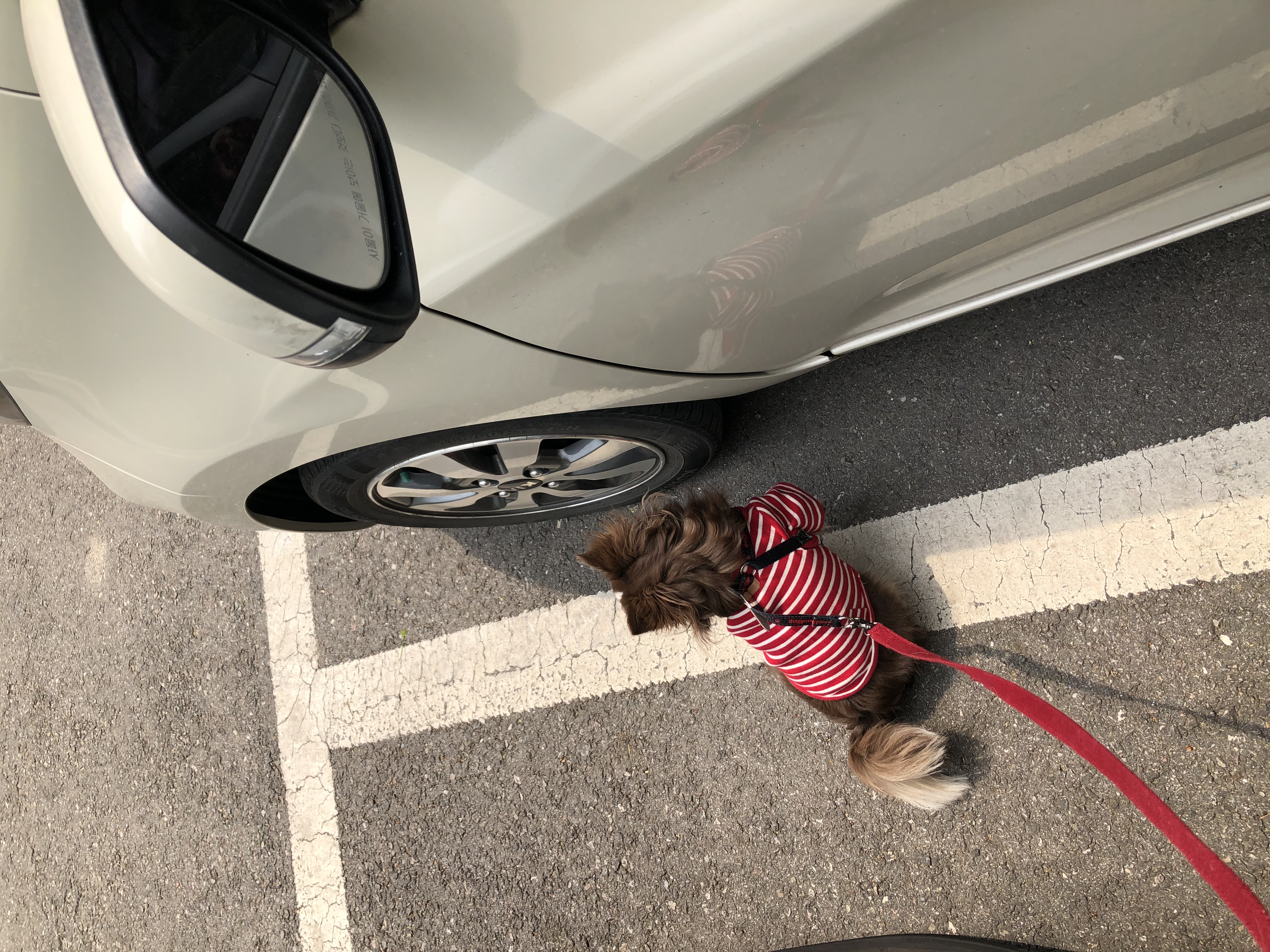 타미와 2주년(평택 치와와)