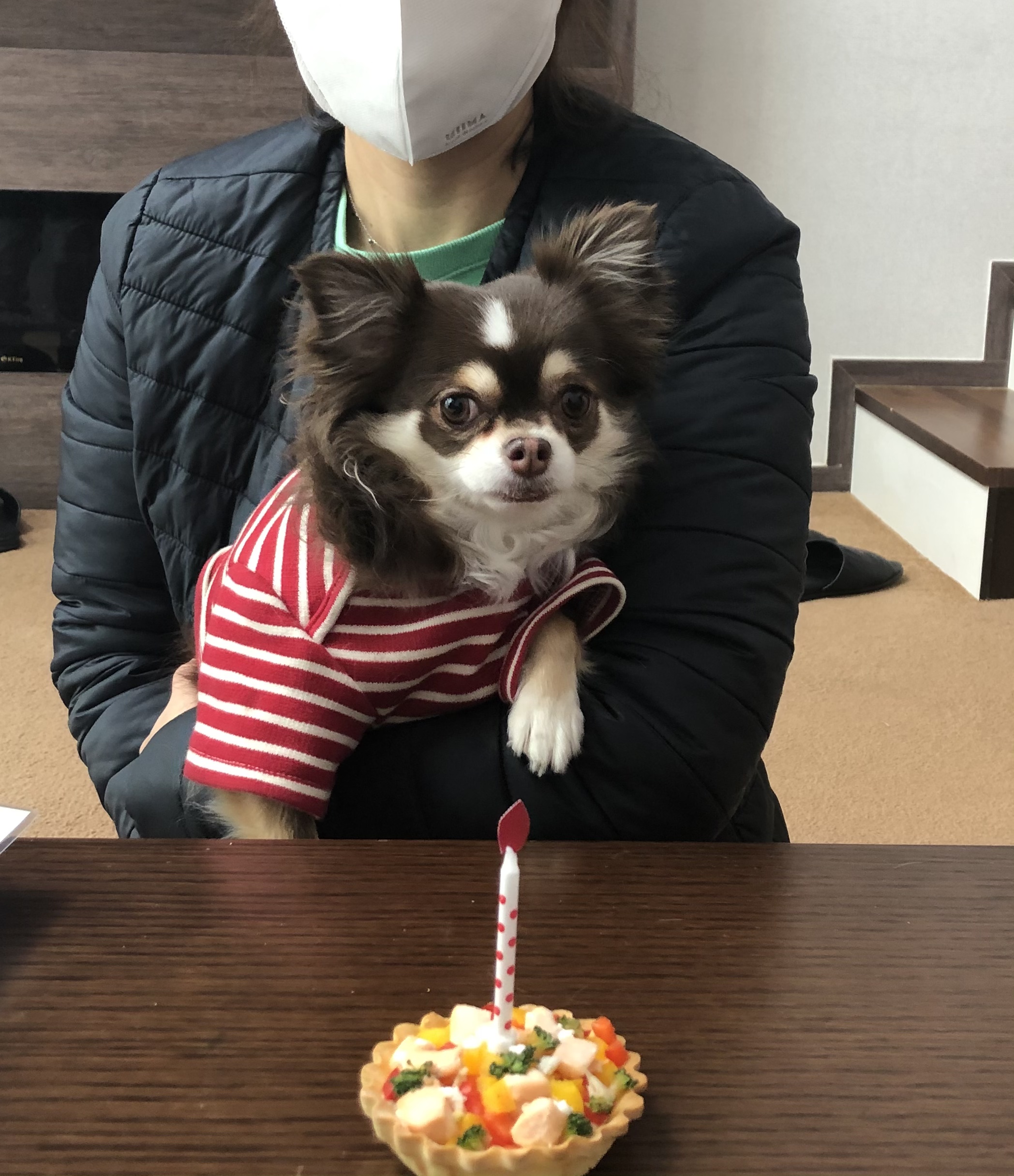 타미와 2주년(평택 치와와)