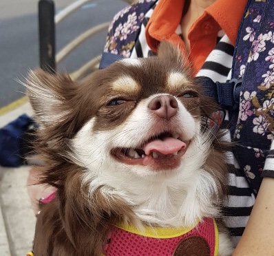 타미와 2주년(평택 치와와)