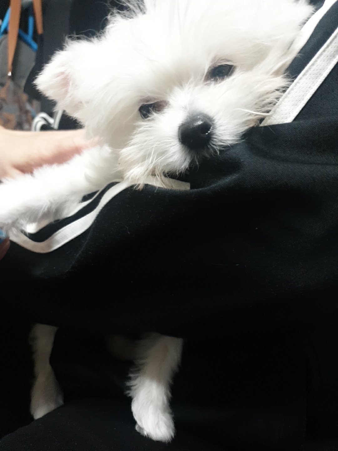 곤지암 그오(봄이) 1차 첫 후기입니다~!