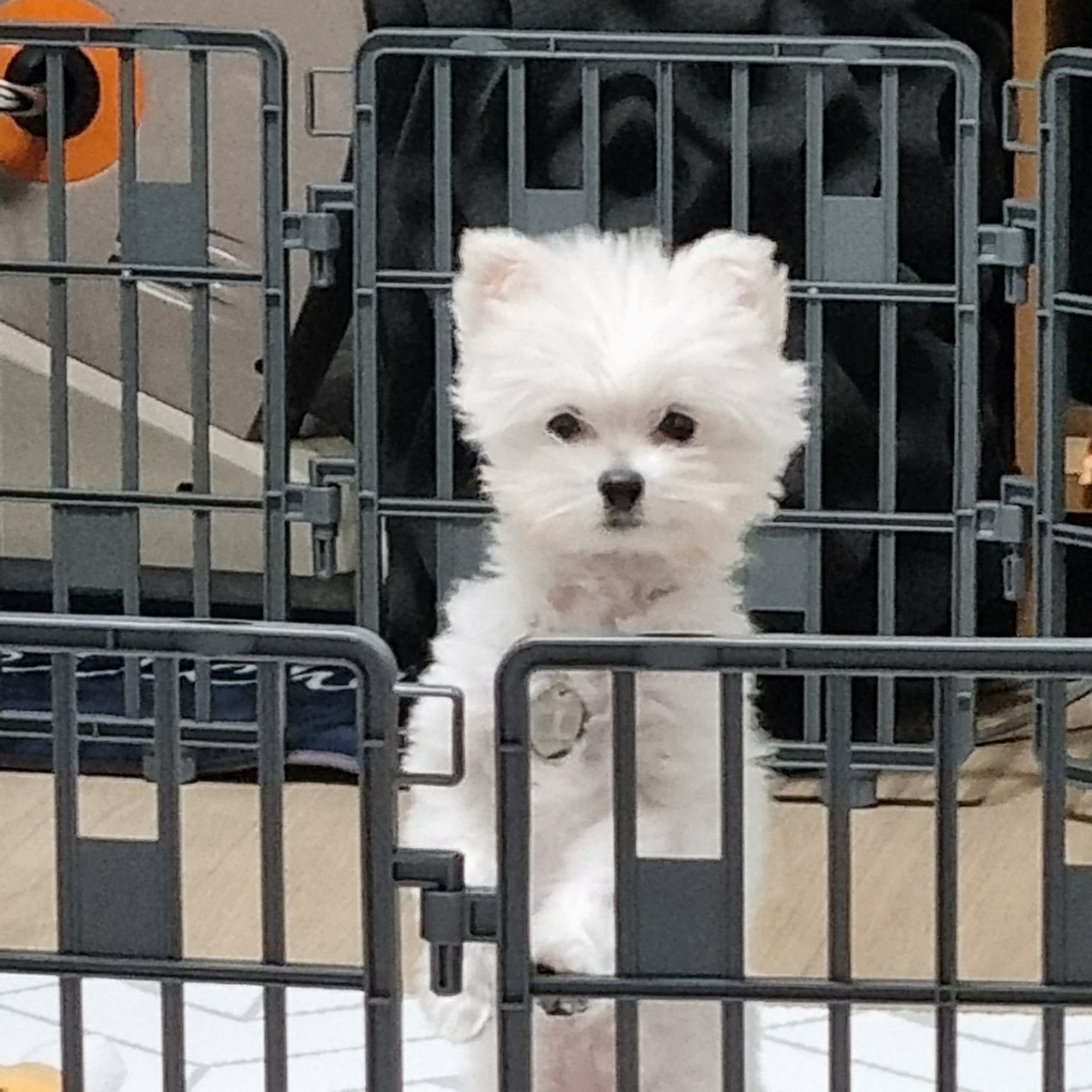 곤지암 그오(봄이) 1차 첫 후기입니다~!