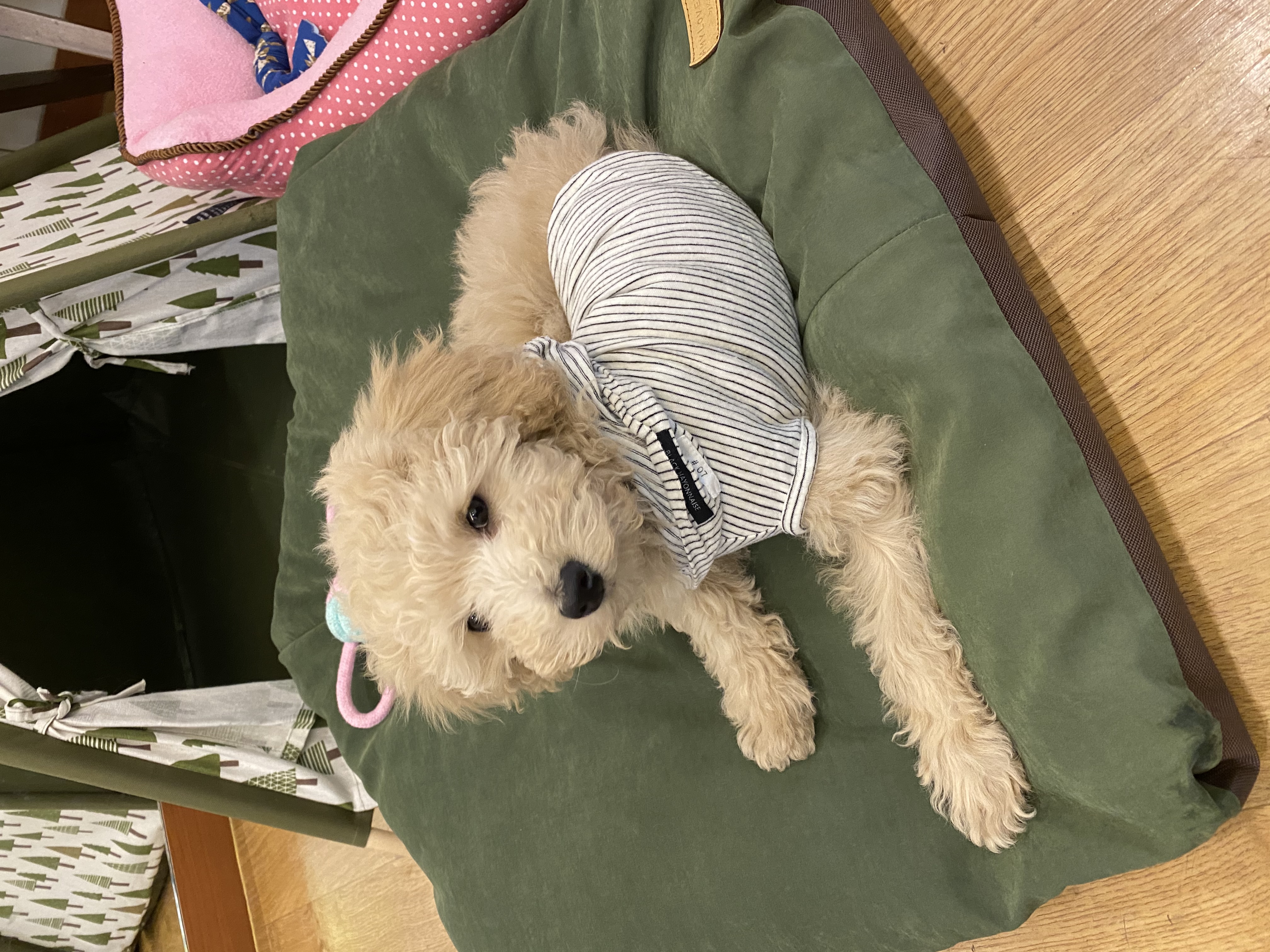 곤지암 푸삼이(도담이) 입양 한달 후기~