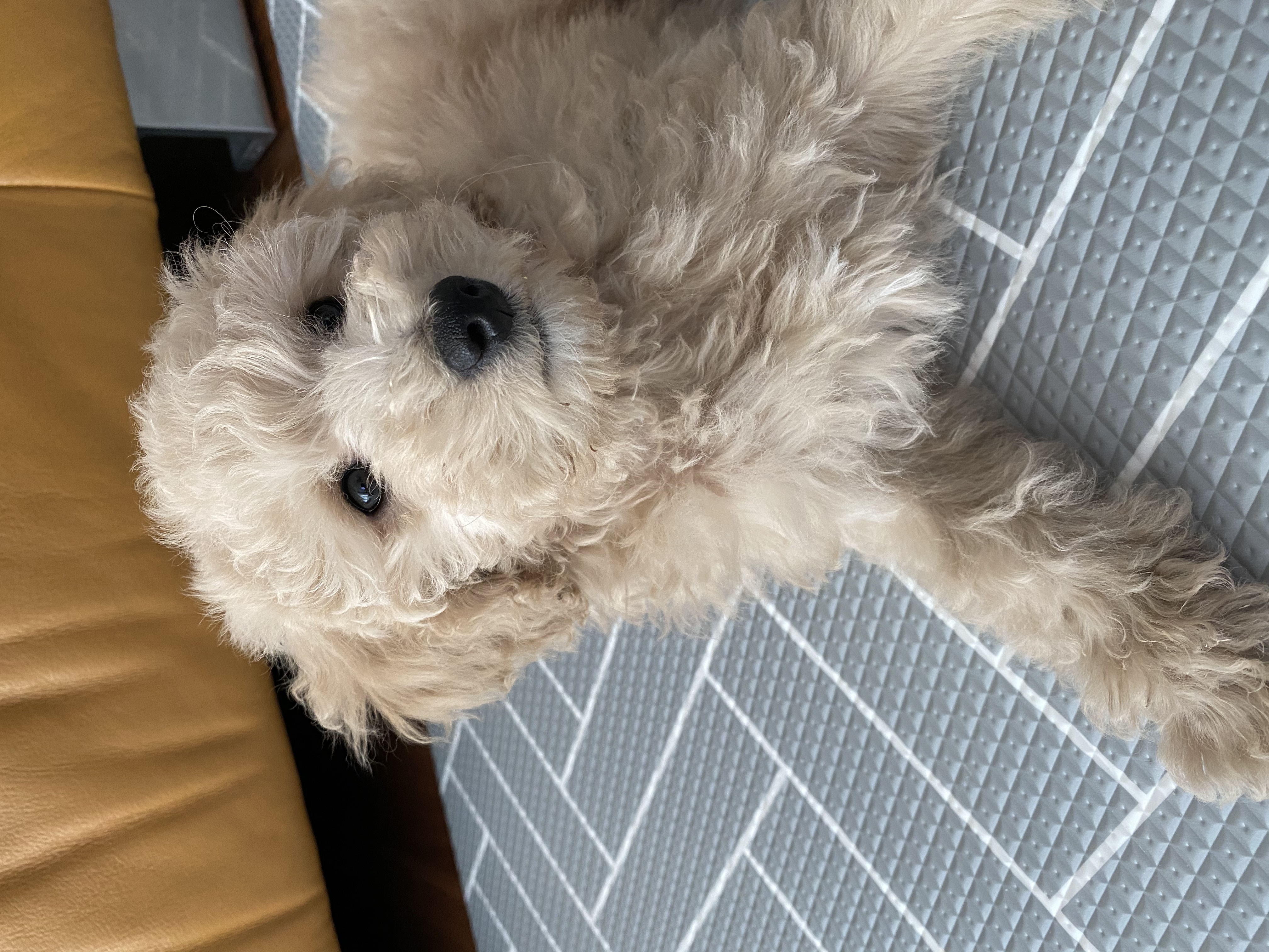 곤지암 푸삼이(도담이) 입양 한달 후기~