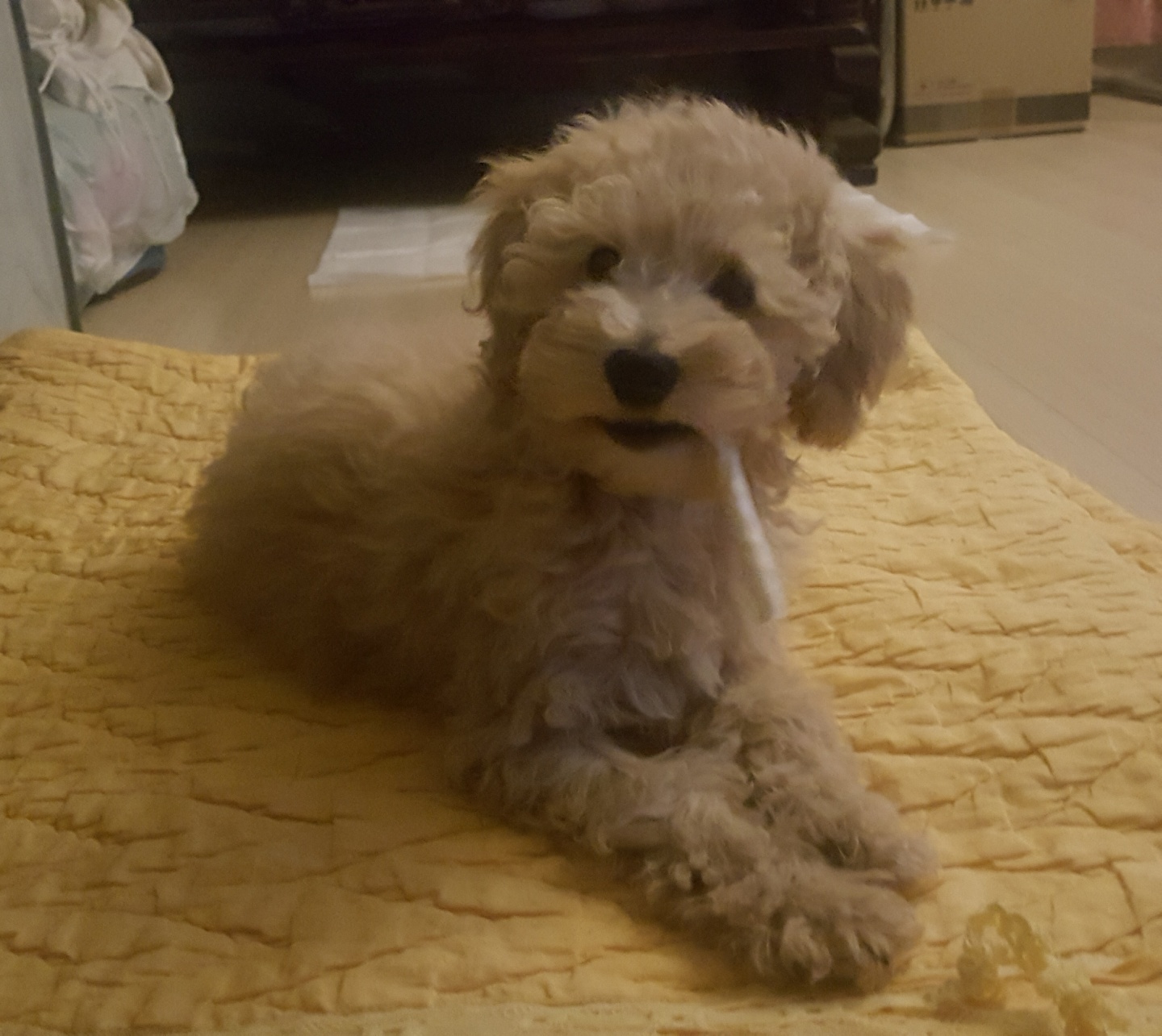 곤지암 푸삼이(도담이) 입양 한달 후기~