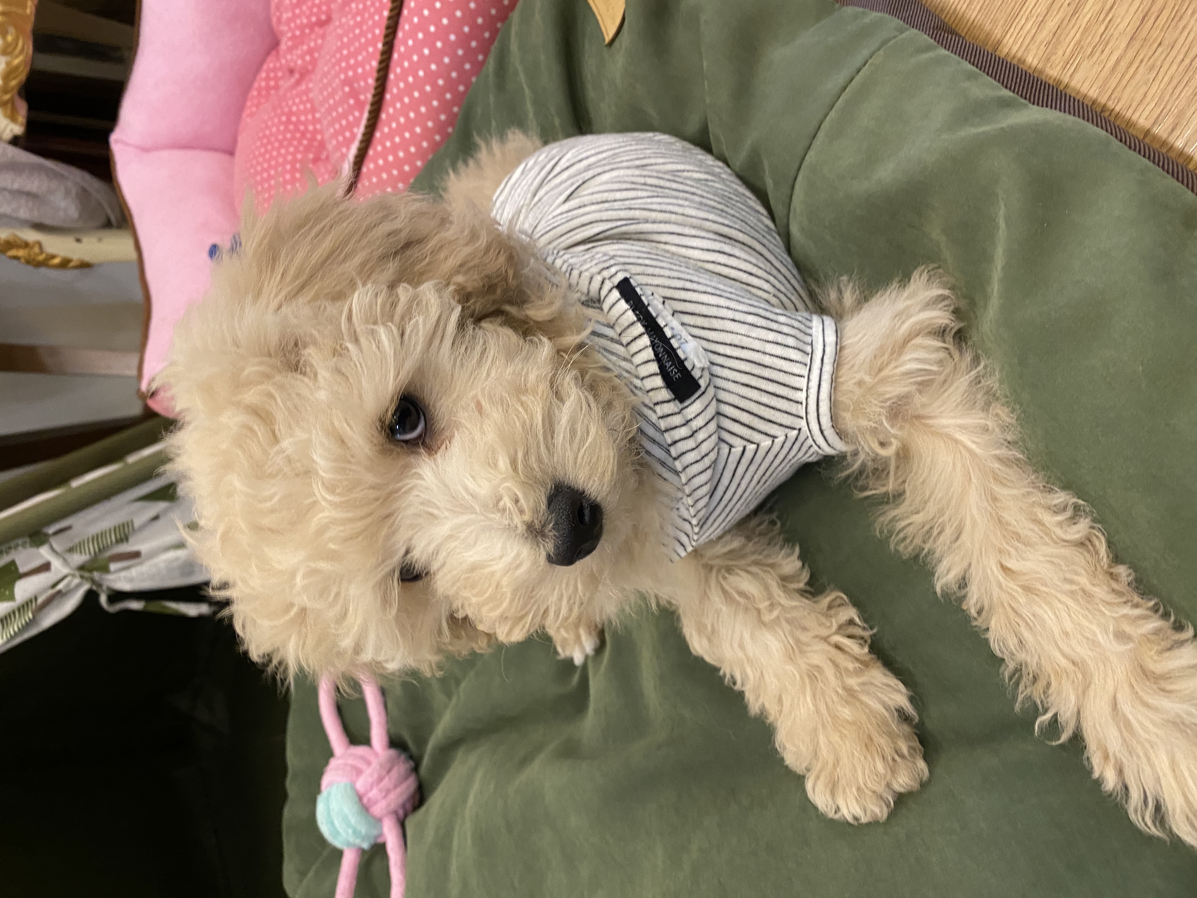 곤지암 푸삼이(도담이) 입양 한달 후기~