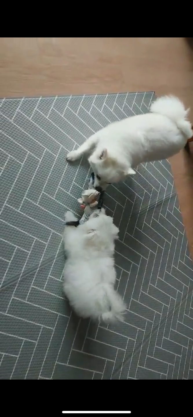 곤지암 이슬이 한달 후기 입니다.(그레아가)