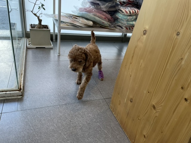 [곤지암번식장구조견 임시보호중] 릴리(곤지암-12) OK! 입양준비완료!