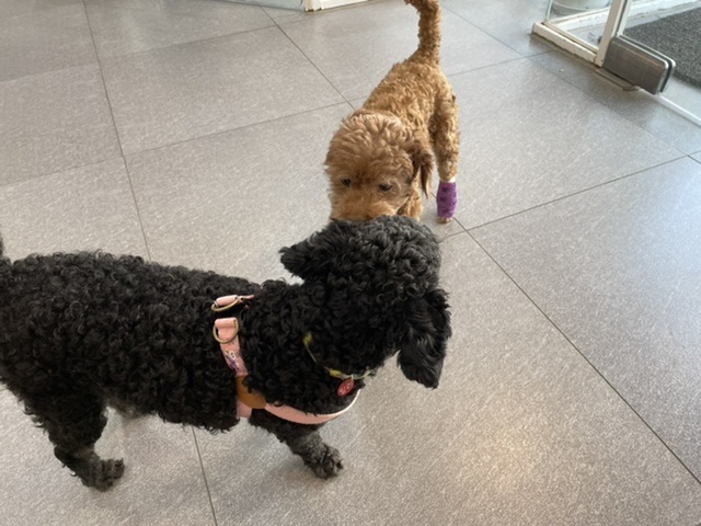 [곤지암번식장구조견 임시보호중] 릴리(곤지암-12) OK! 입양준비완료!