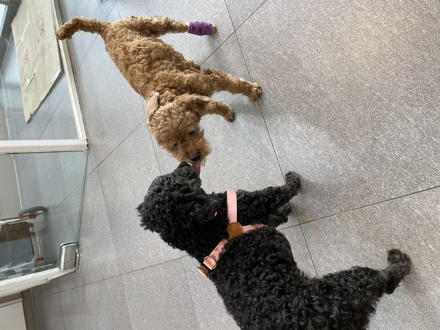 [곤지암번식장구조견 임시보호중] 릴리(곤지암-12) OK! 입양준비완료!