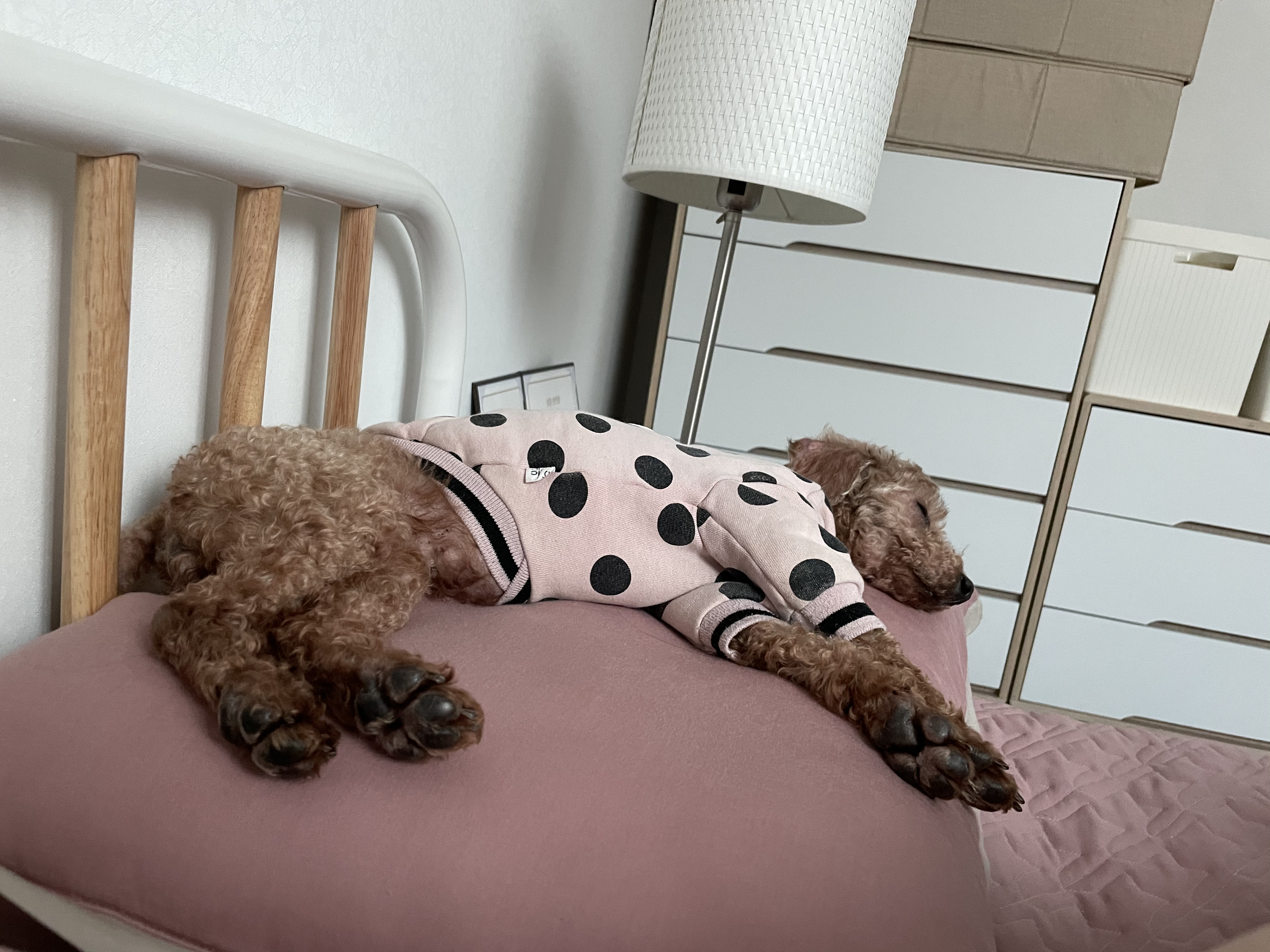 곤지암83 (치치) 입양 후기 입니다