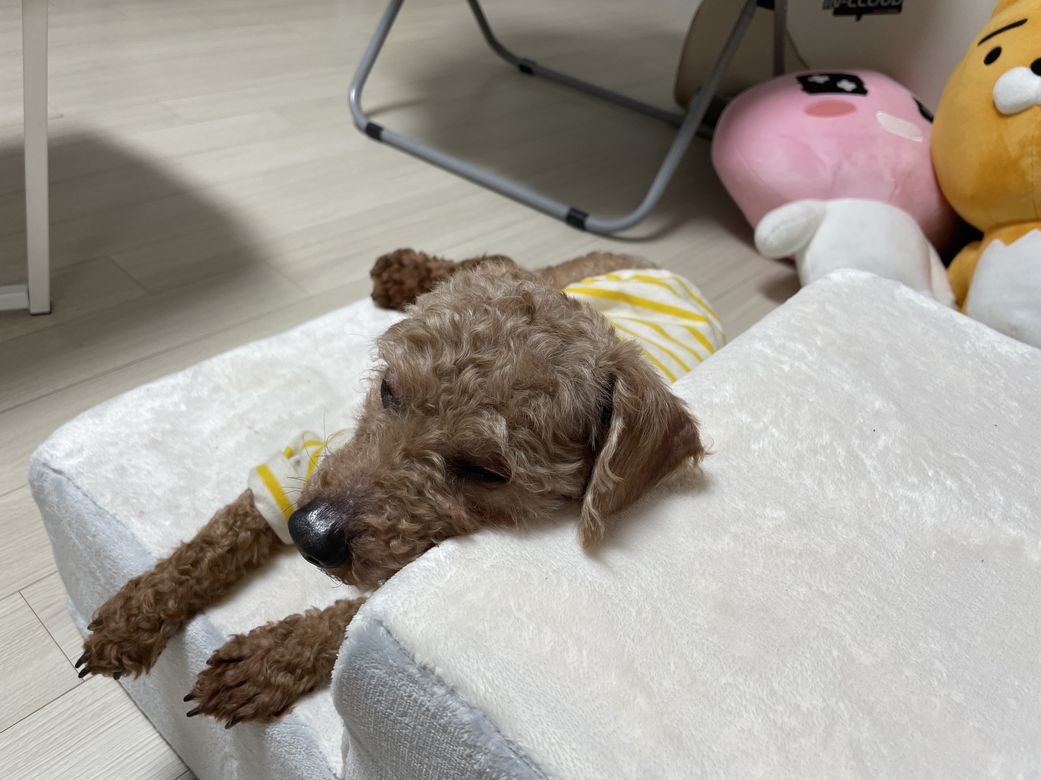 곤지암83 (치치) 입양 후기 입니다