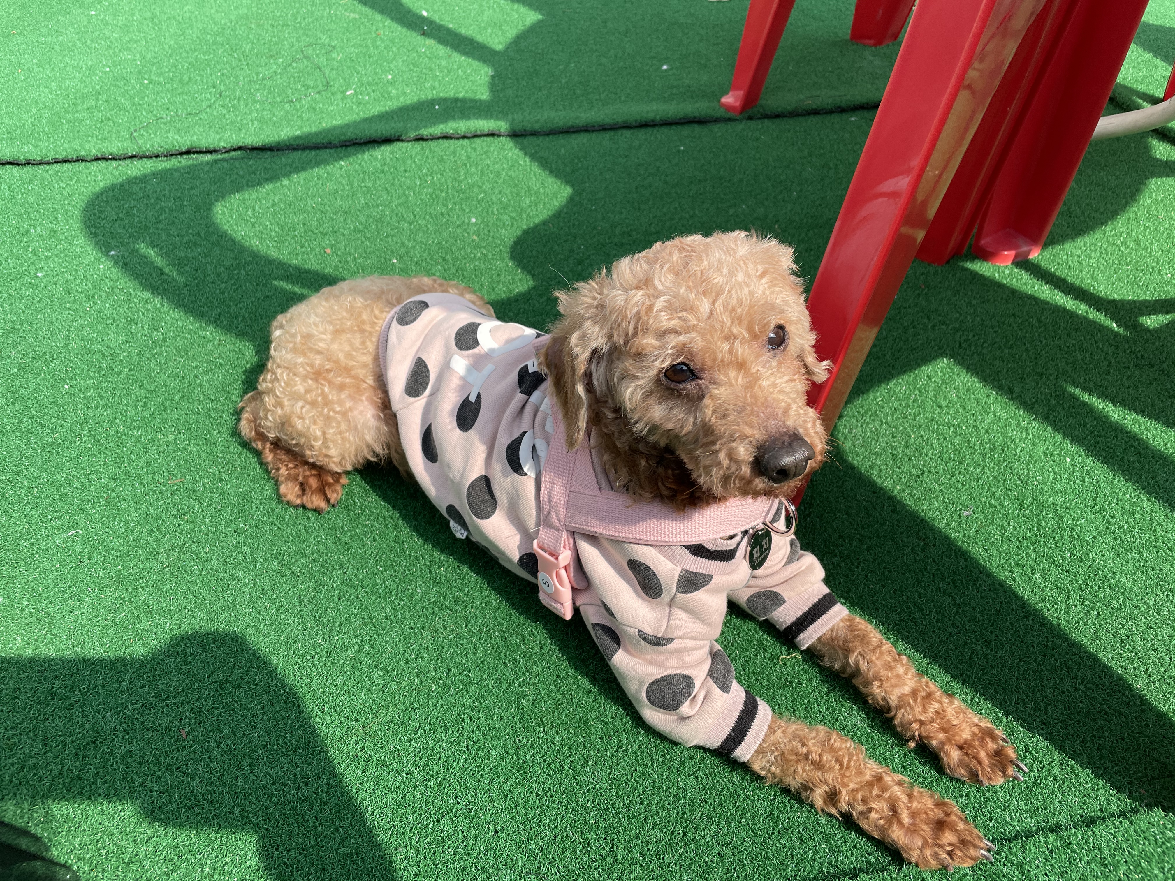 곤지암83 (치치) 입양 후기 입니다