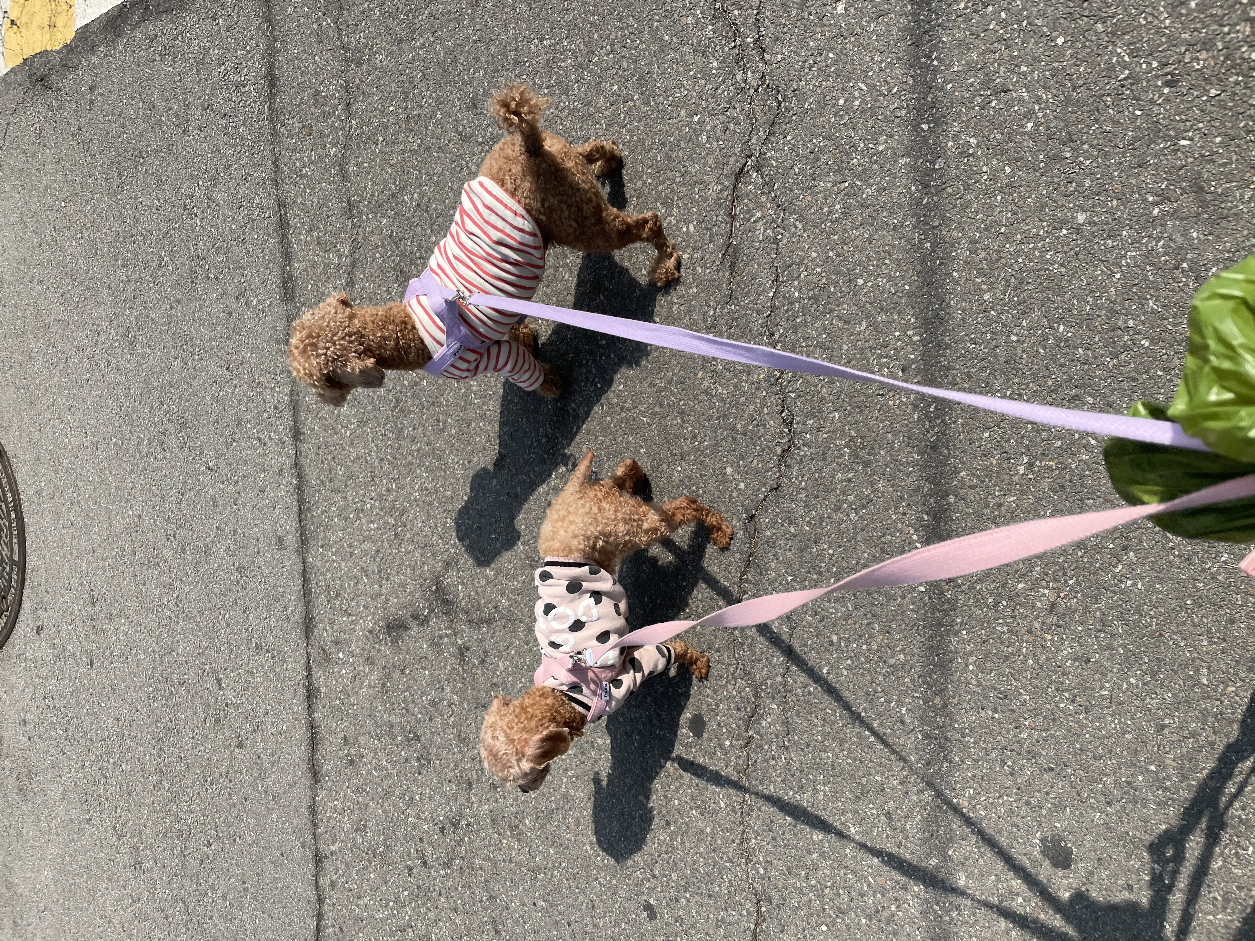 곤지암83 (치치) 입양 후기 입니다