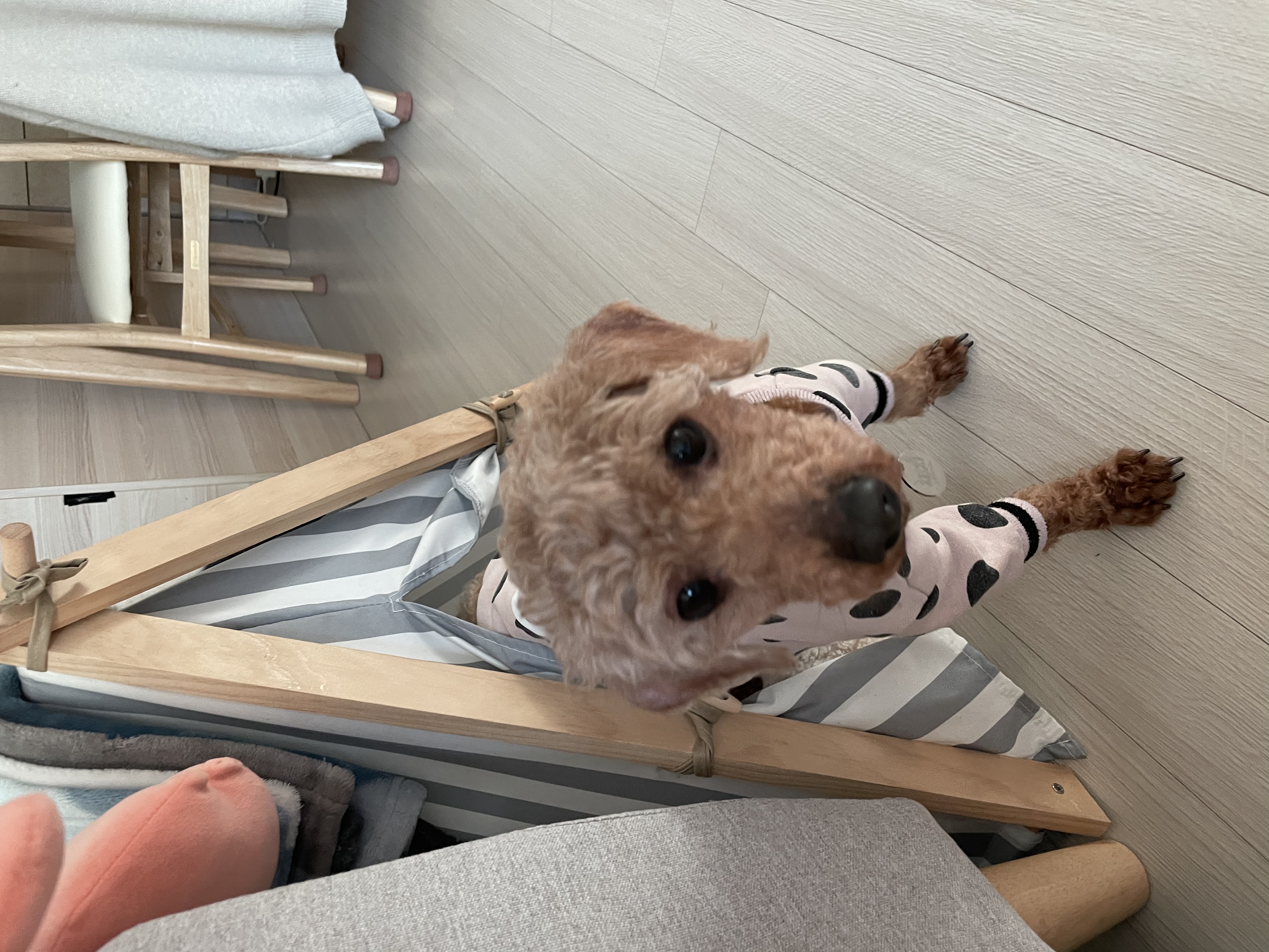 곤지암83 (치치) 입양 후기 입니다