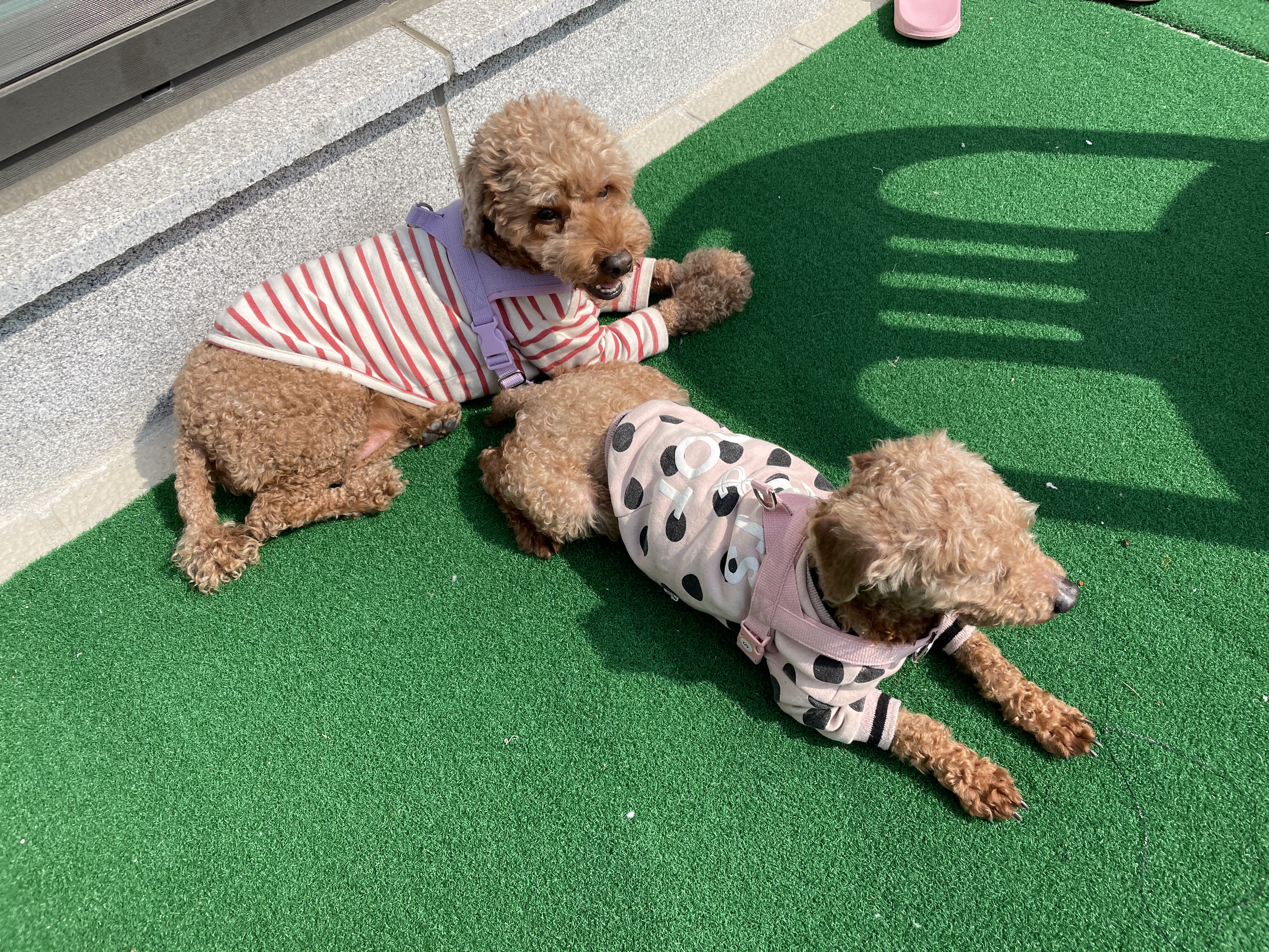 곤지암83 (치치) 입양 후기 입니다