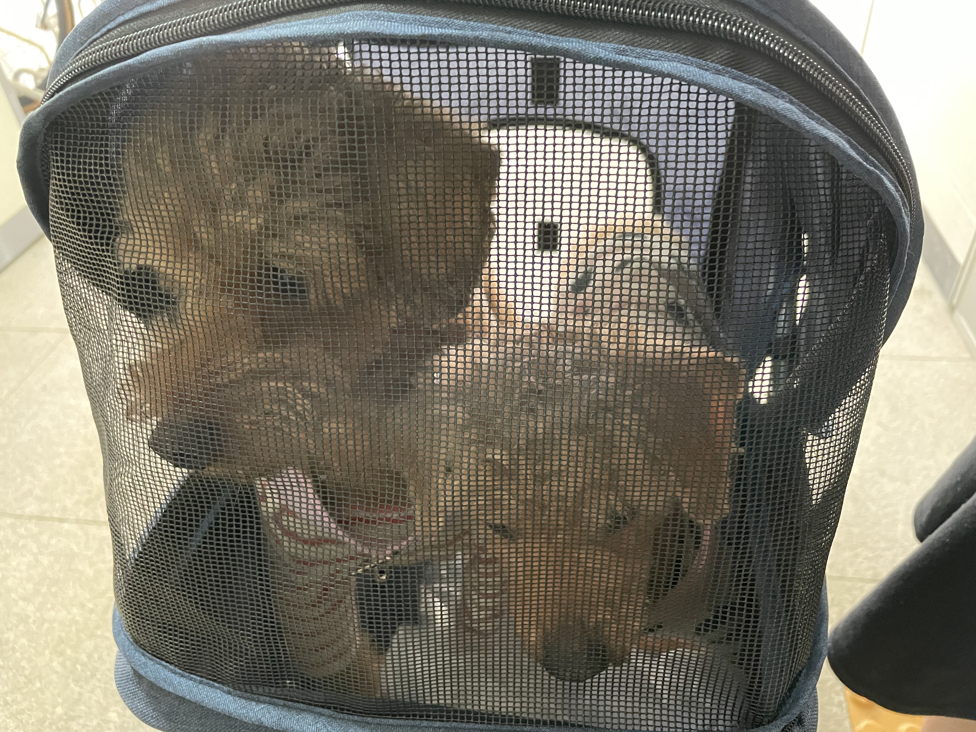 곤지암83 (치치) 입양 후기 입니다